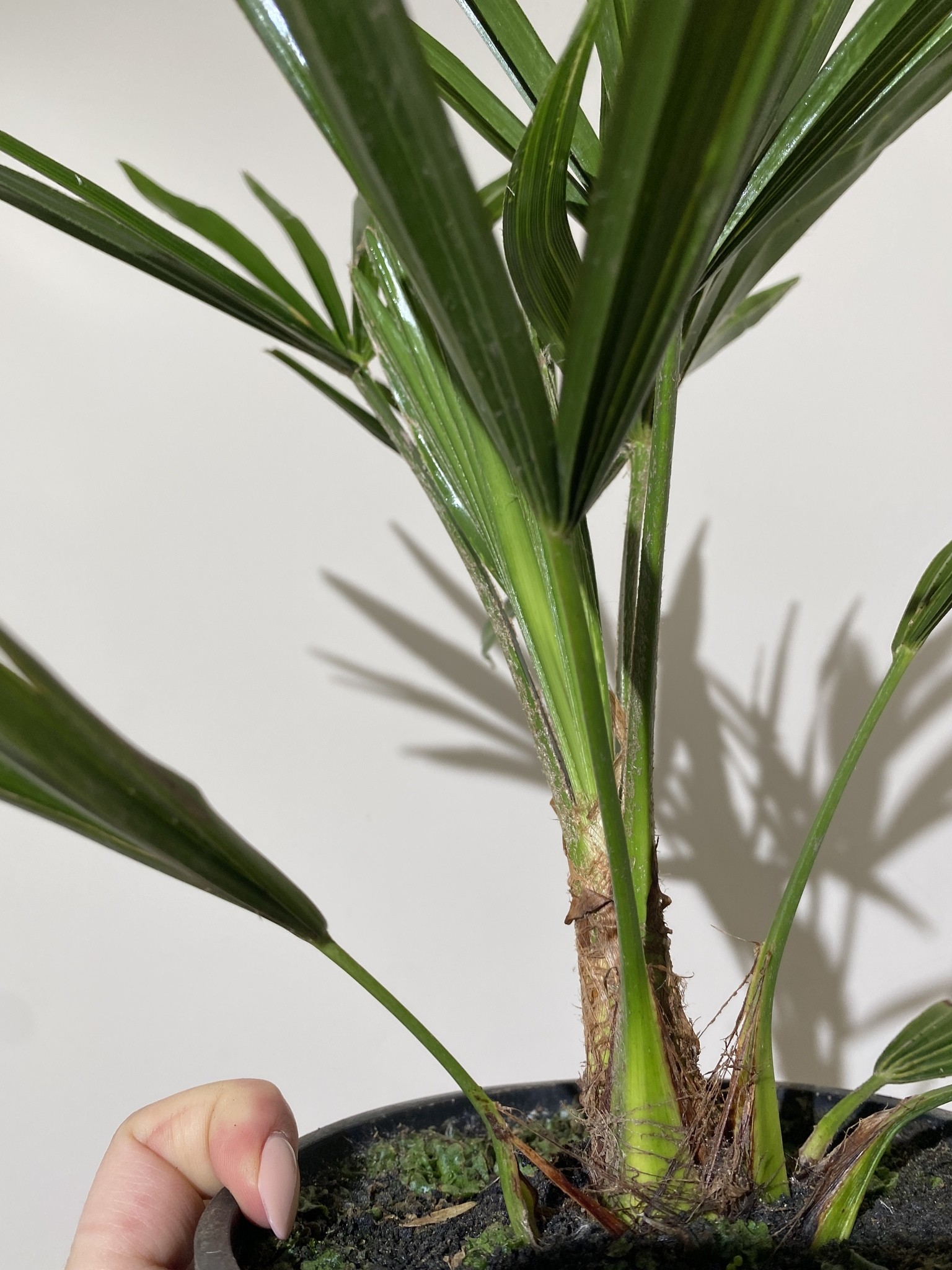 Trachycarpus fortunei