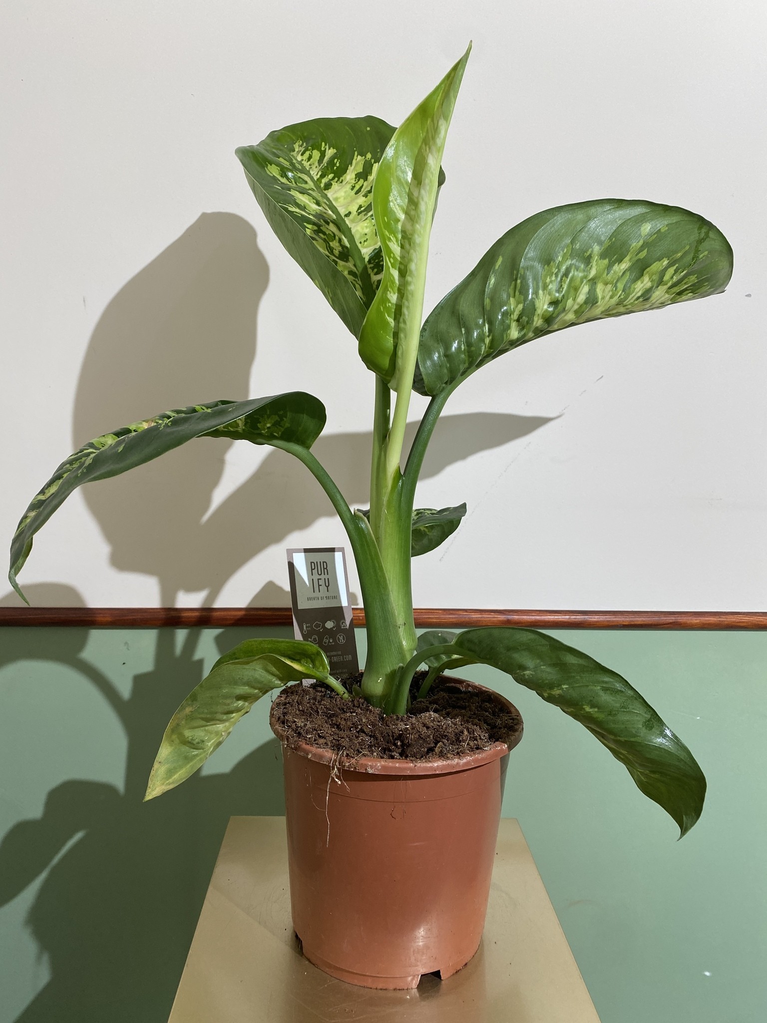 Dieffenbachia Tropic Snow