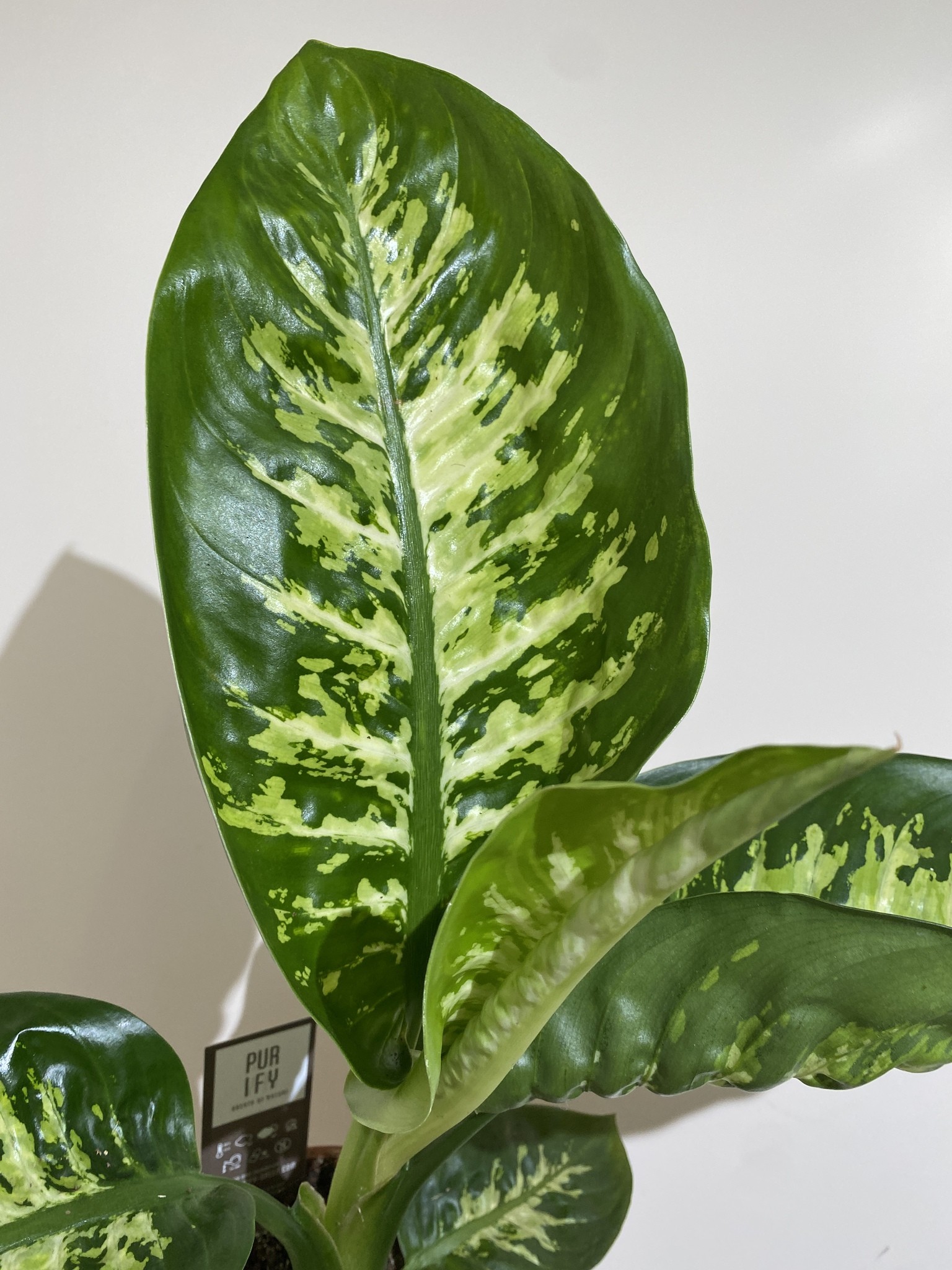 Dieffenbachia Tropic Snow