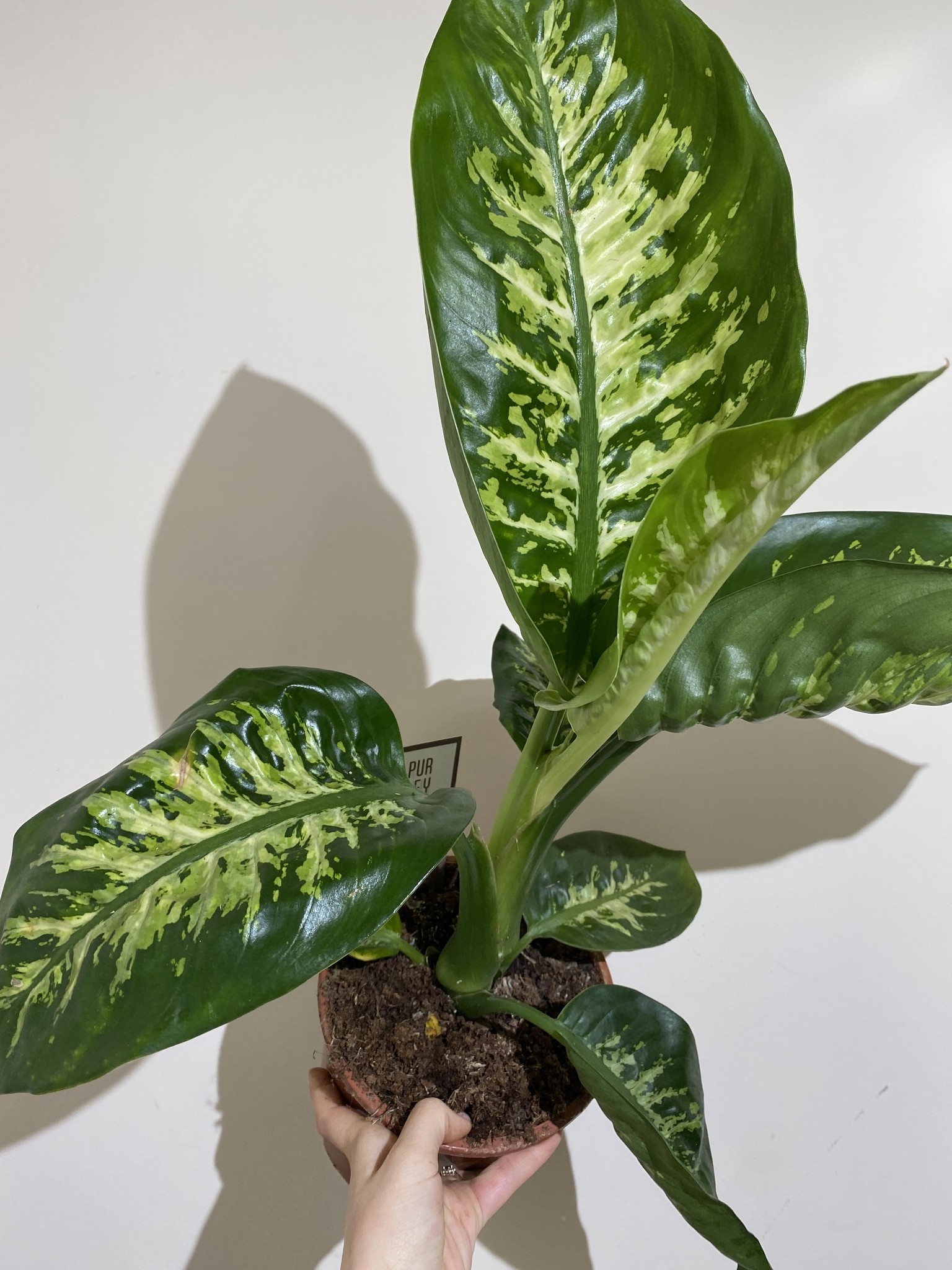 Dieffenbachia Tropic Snow