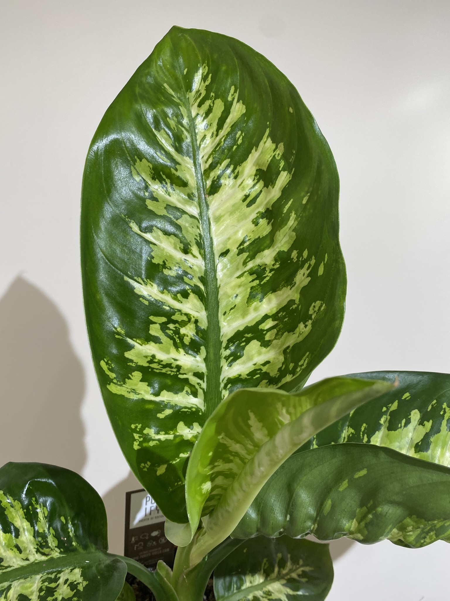 Dieffenbachia Tropic Snow