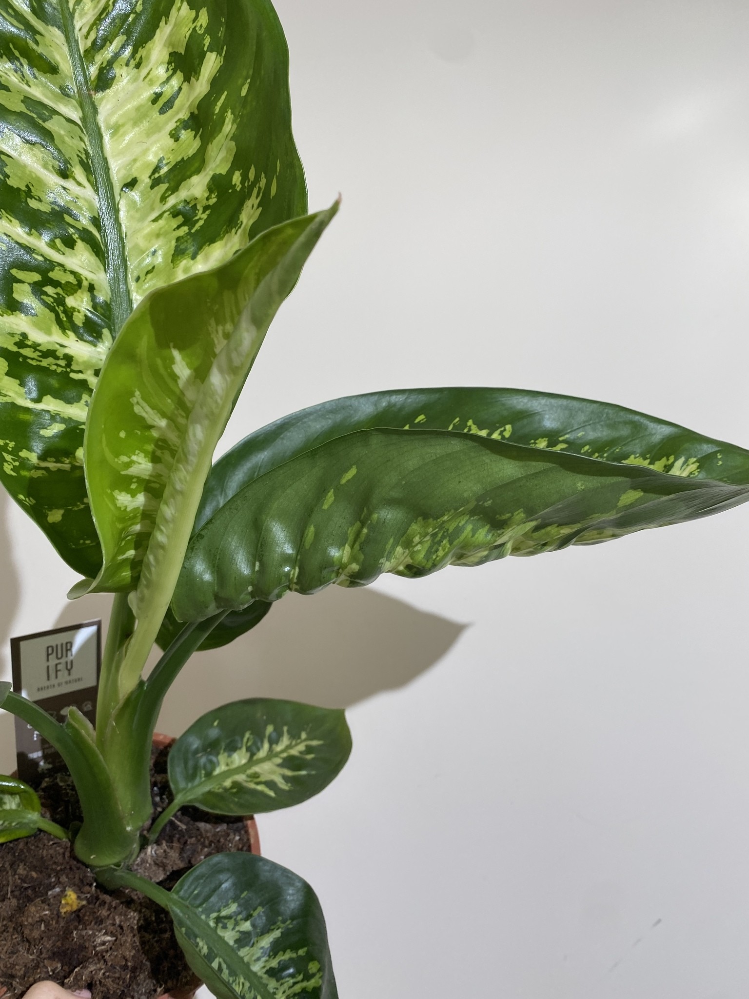Dieffenbachia Tropic Snow