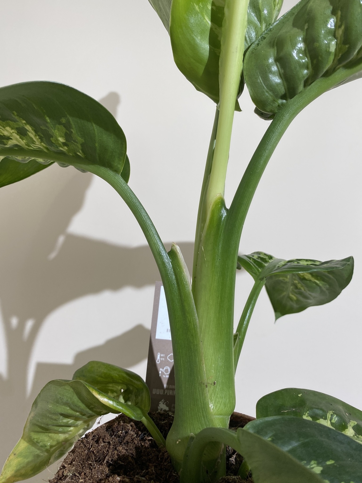 Dieffenbachia Tropic Snow