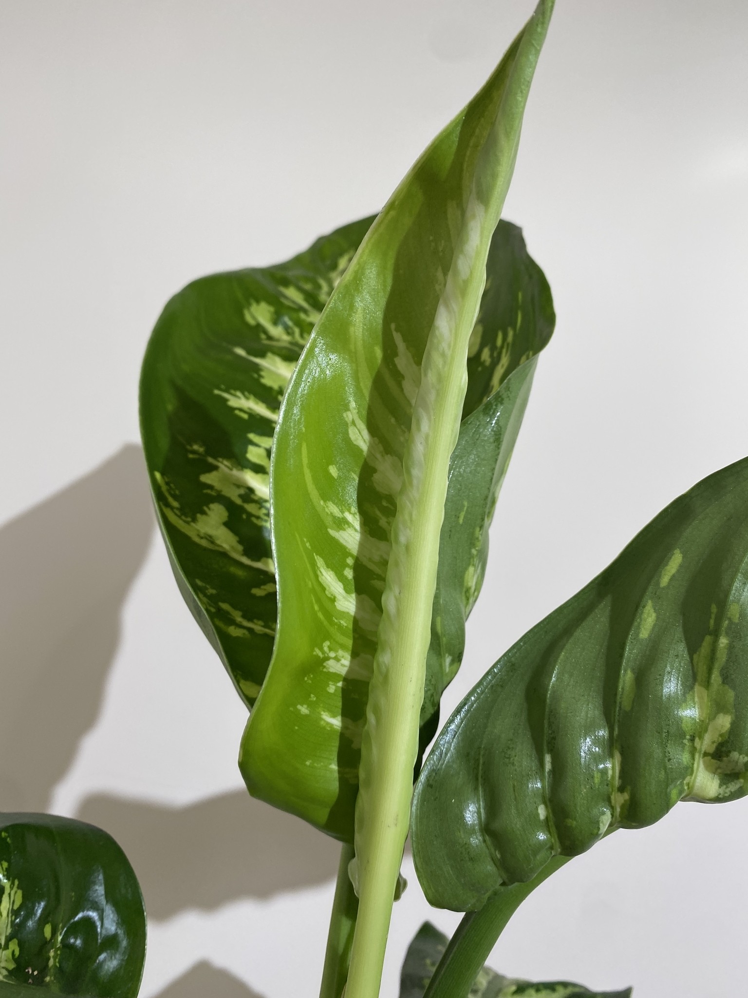 Dieffenbachia Tropic Snow