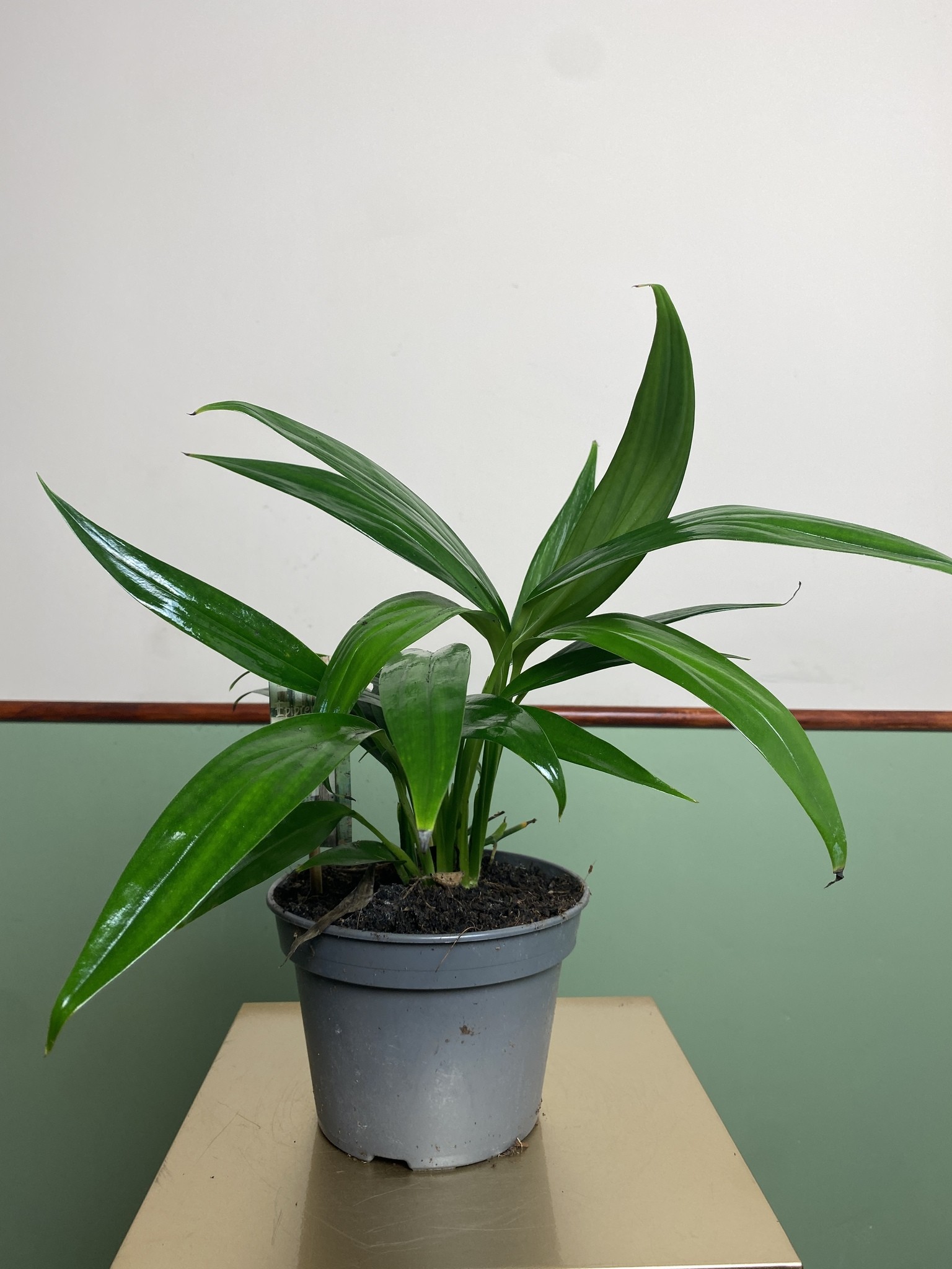 Epipremnum Amplissimum