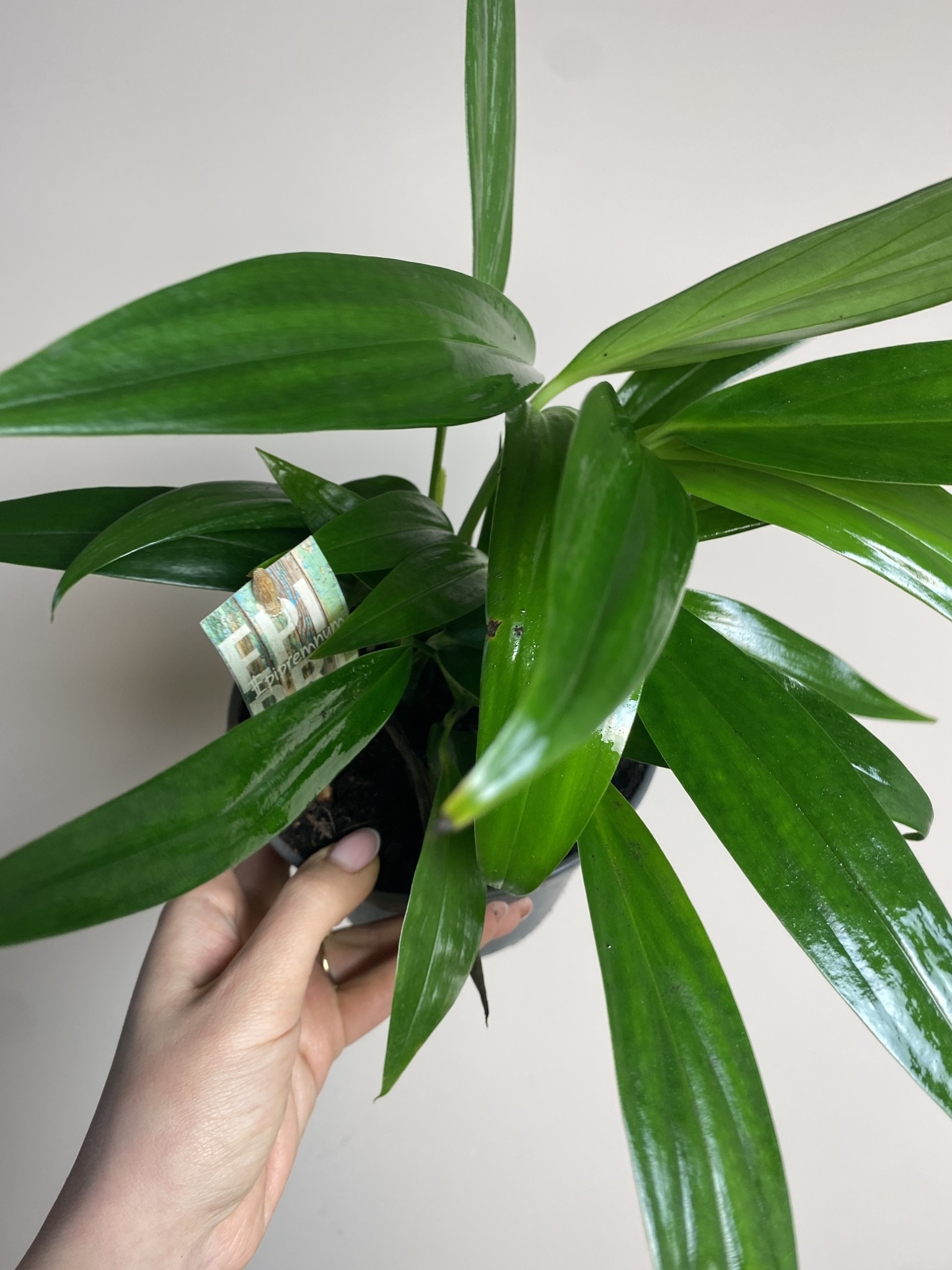 Epipremnum Amplissimum