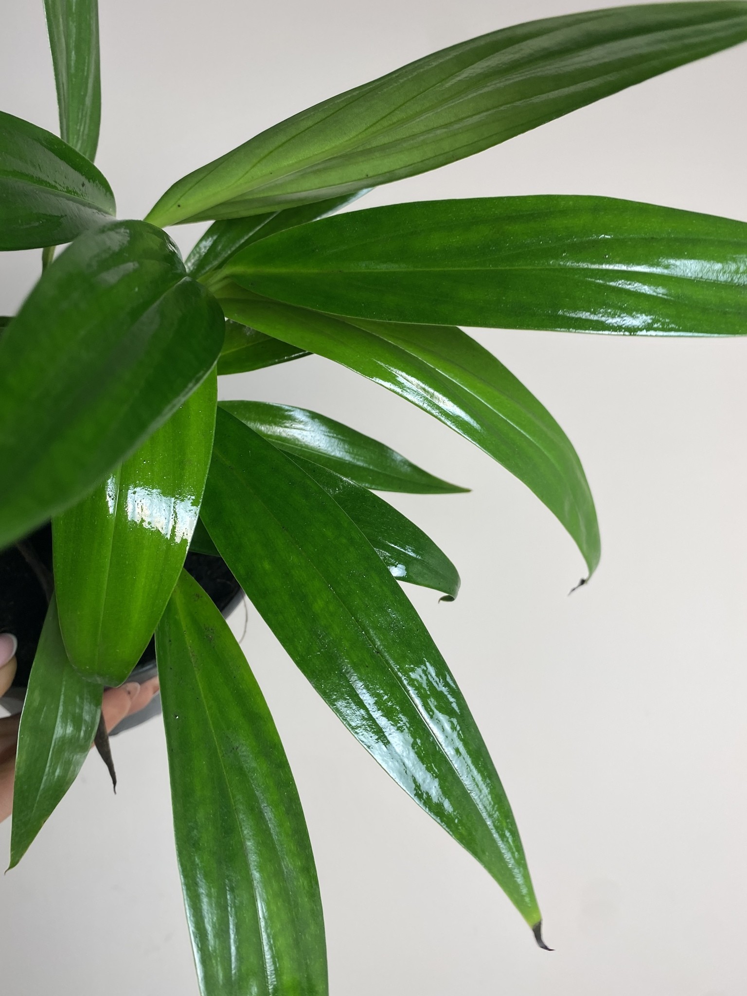 Epipremnum Amplissimum