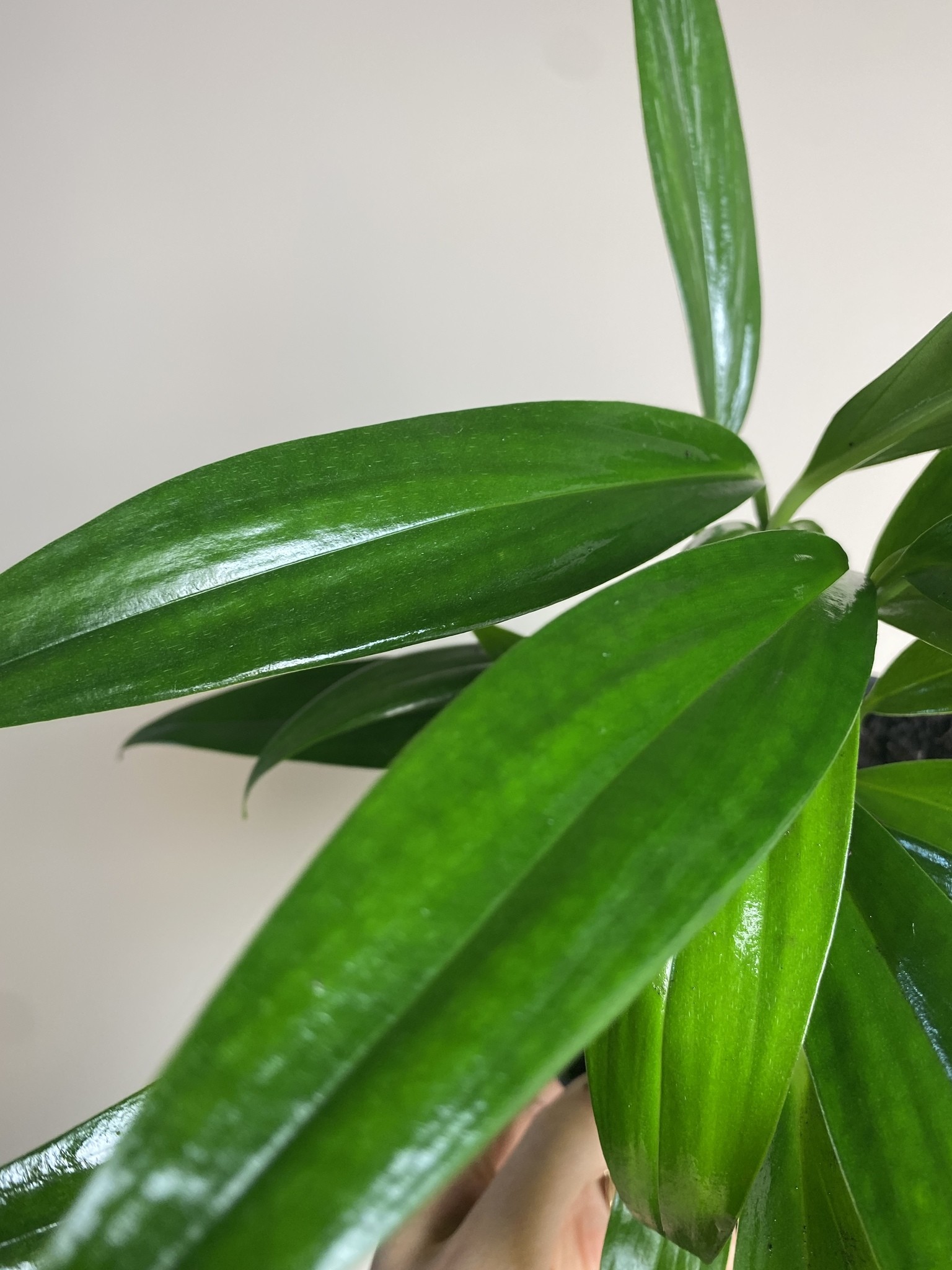 Epipremnum Amplissimum