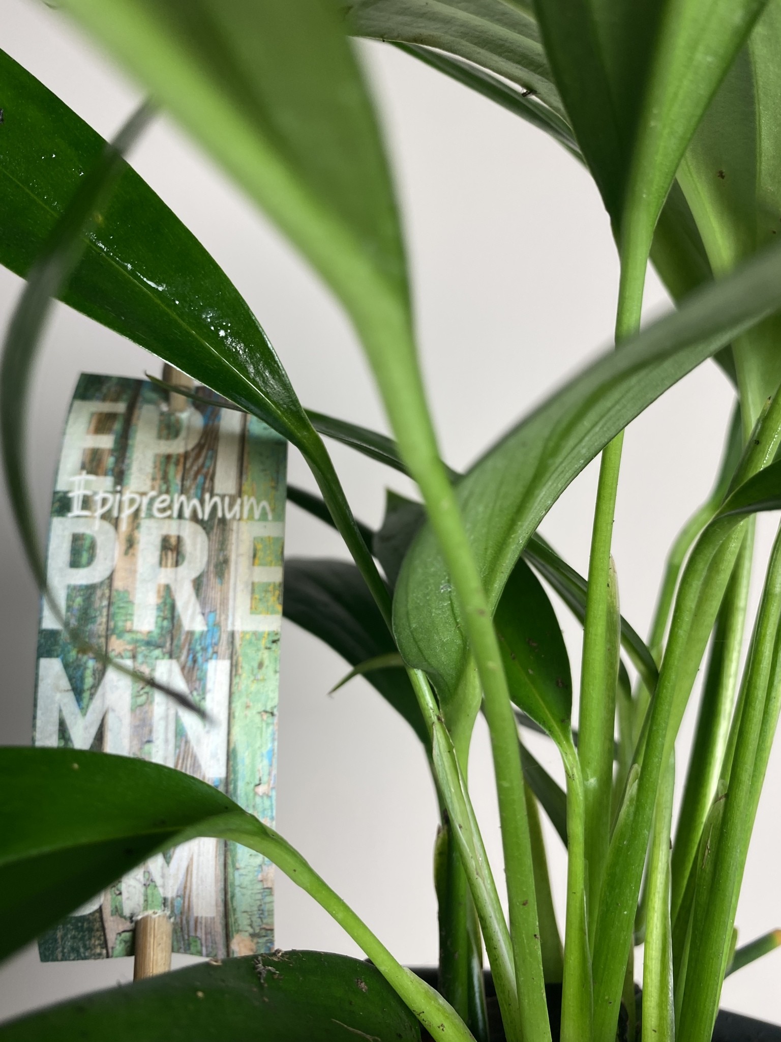 Epipremnum Amplissimum