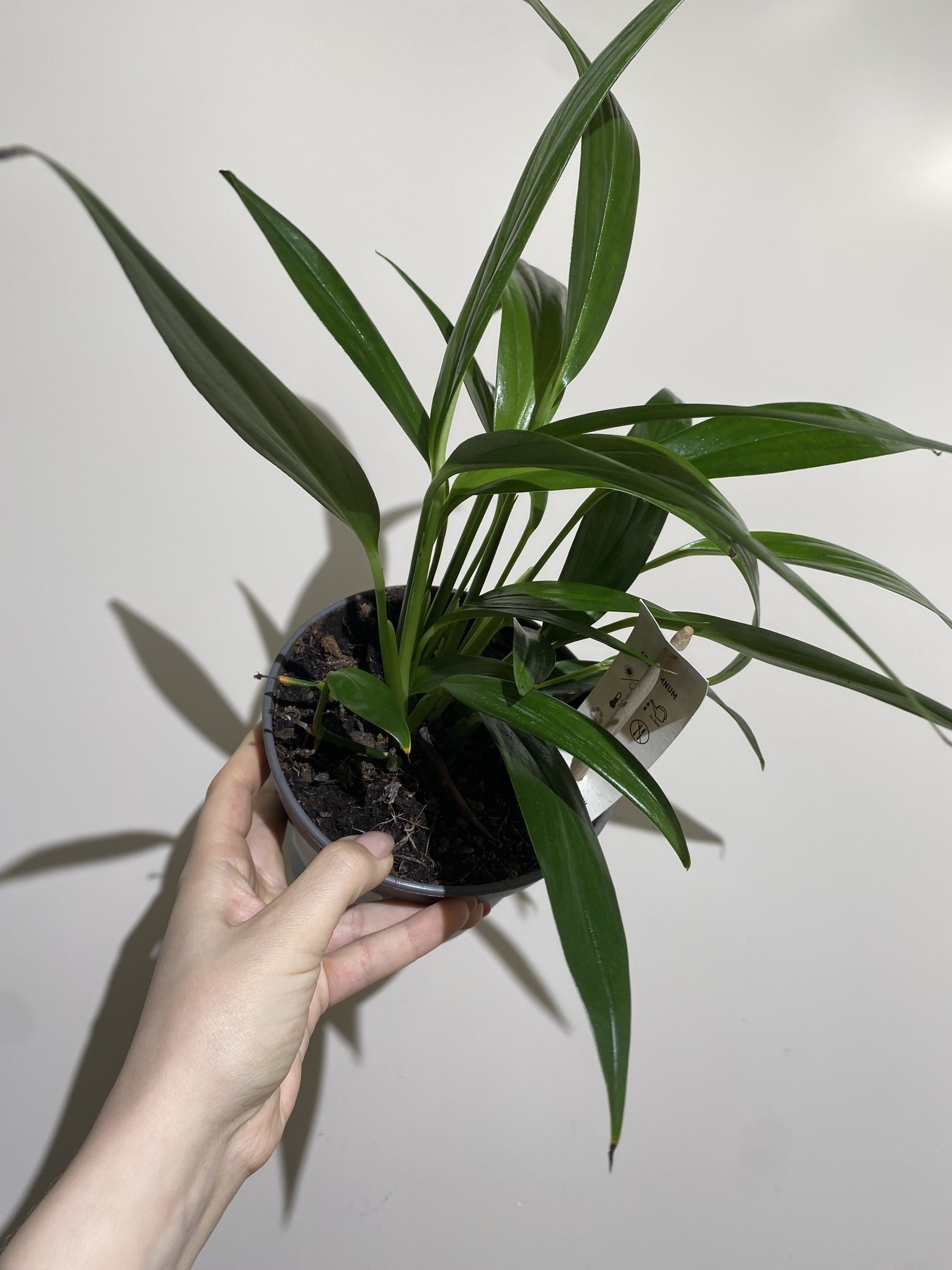 Epipremnum Amplissimum