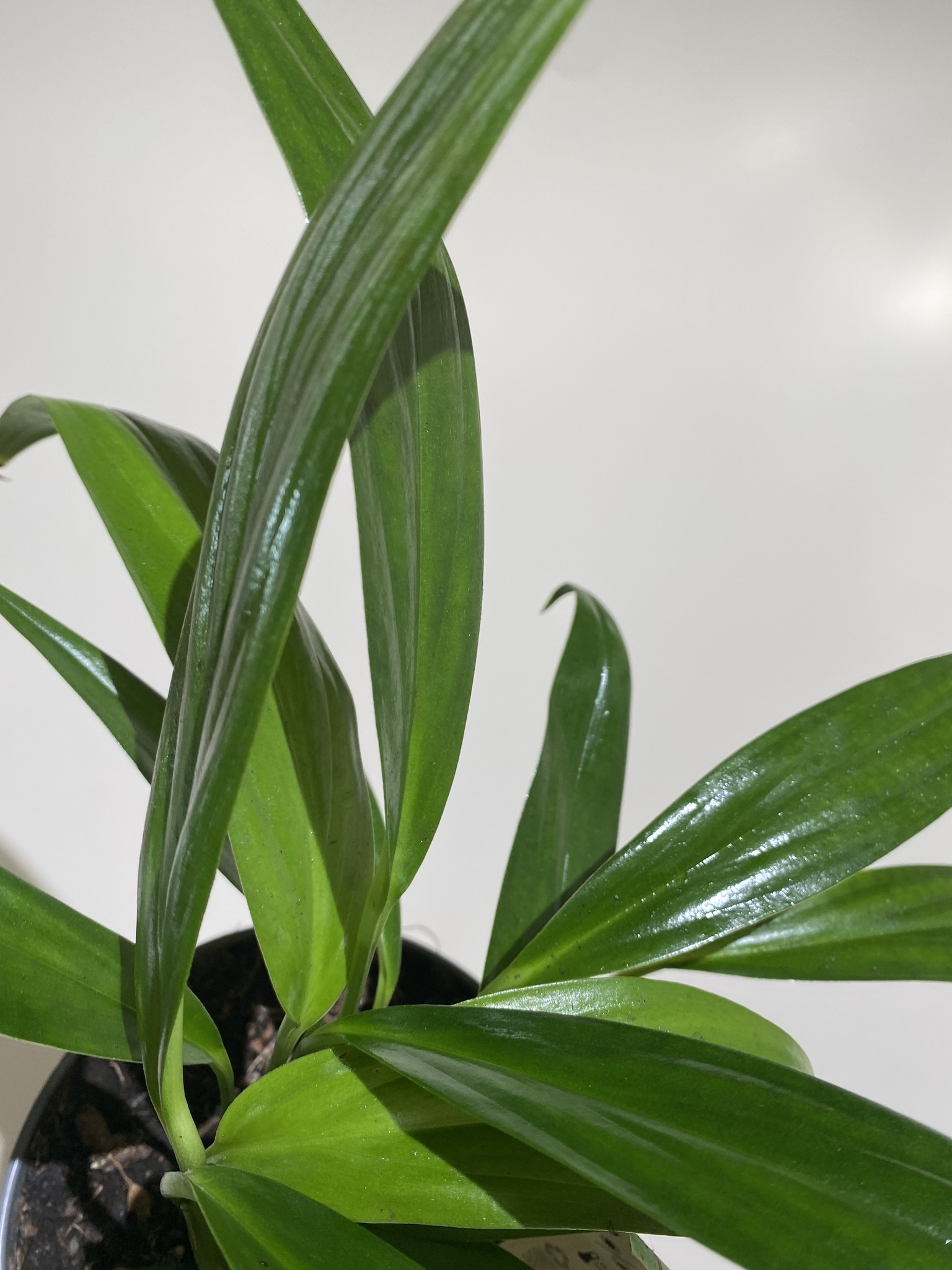 Epipremnum Amplissimum