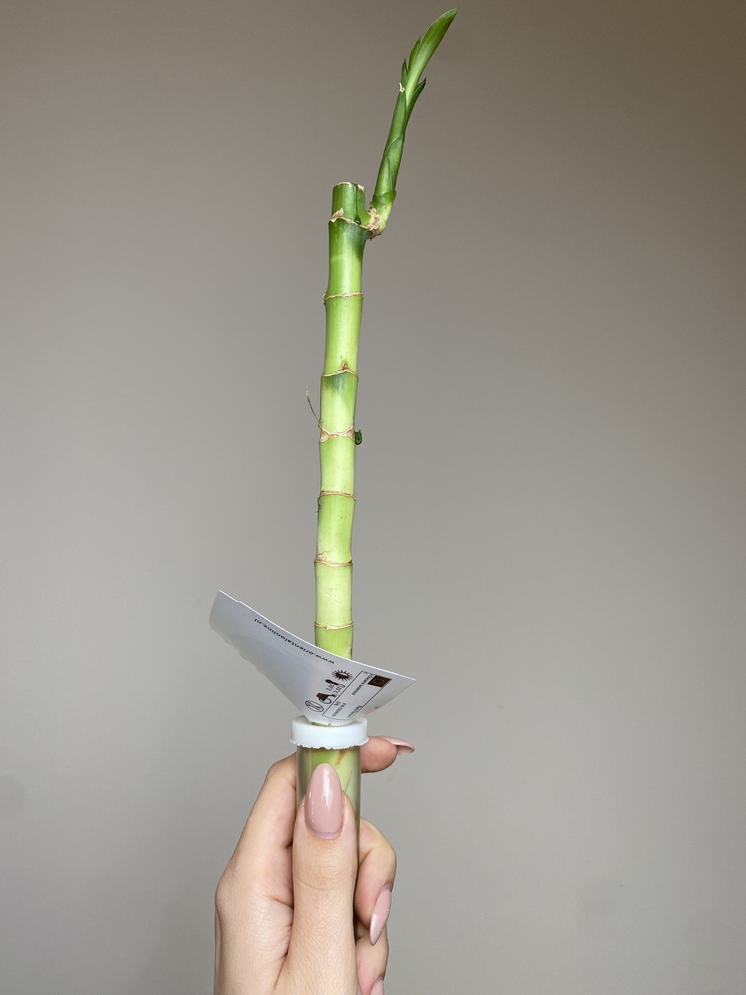 Lucky Bamboo