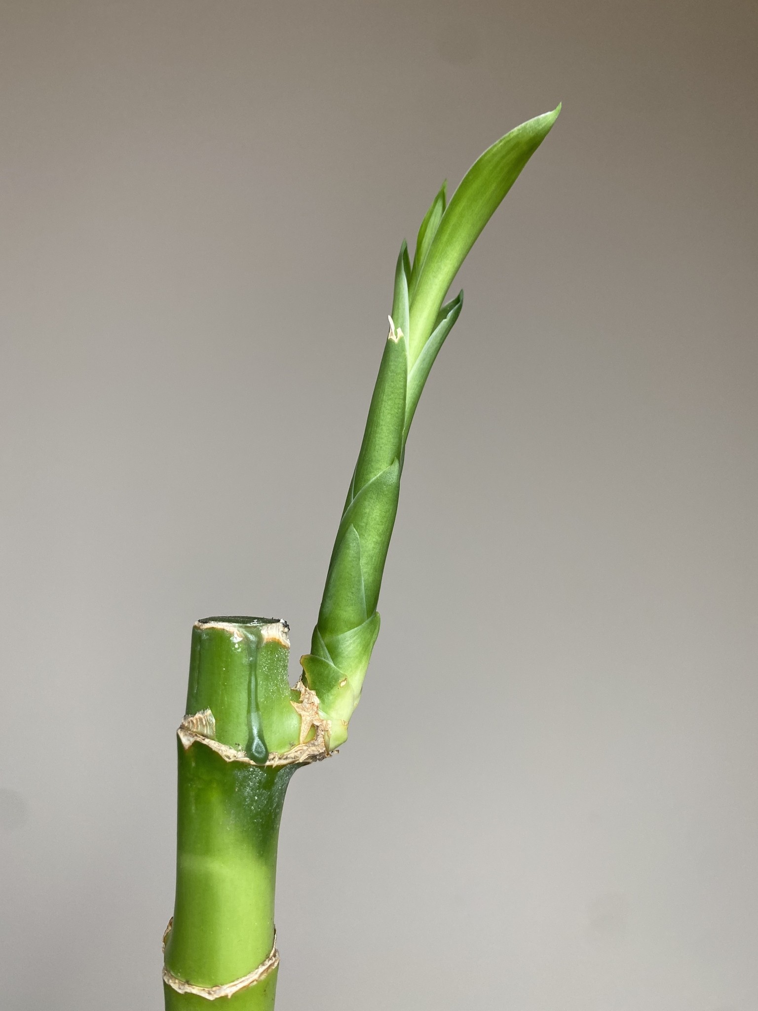 Lucky Bamboo
