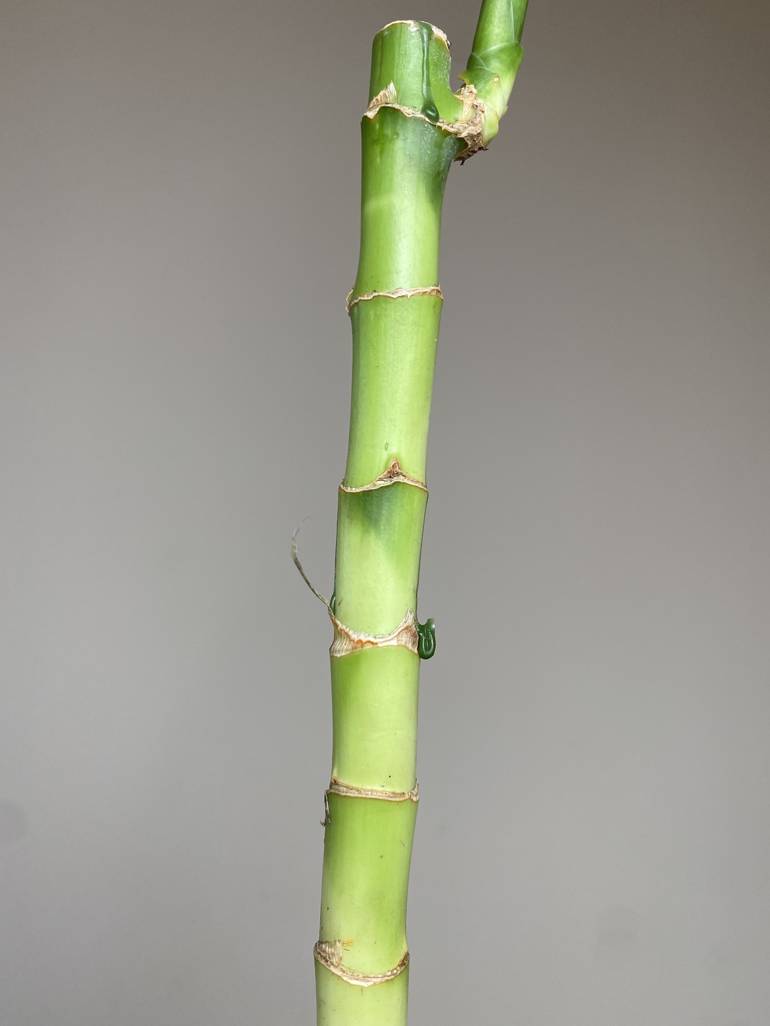 Lucky Bamboo