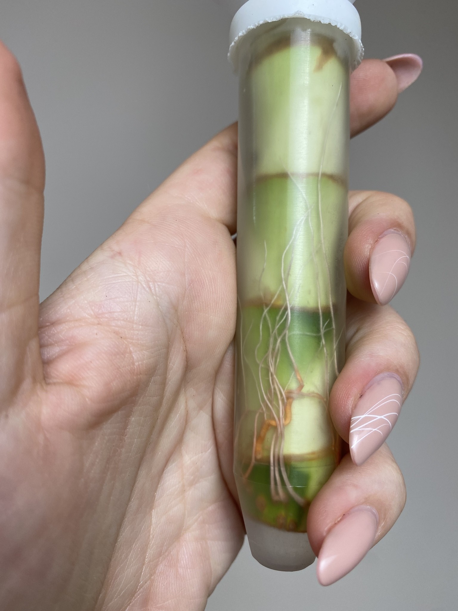 Lucky Bamboo