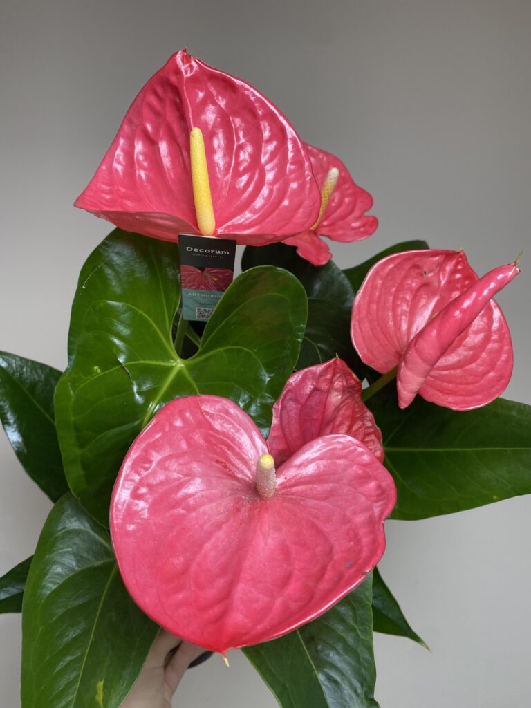Anthurium andr. Maine