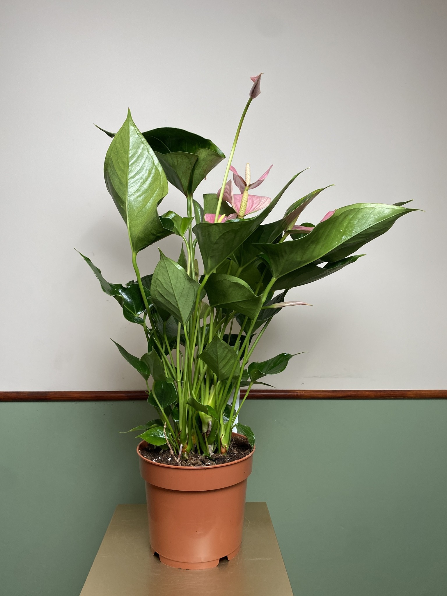Anthurium andr. Pink Explosion