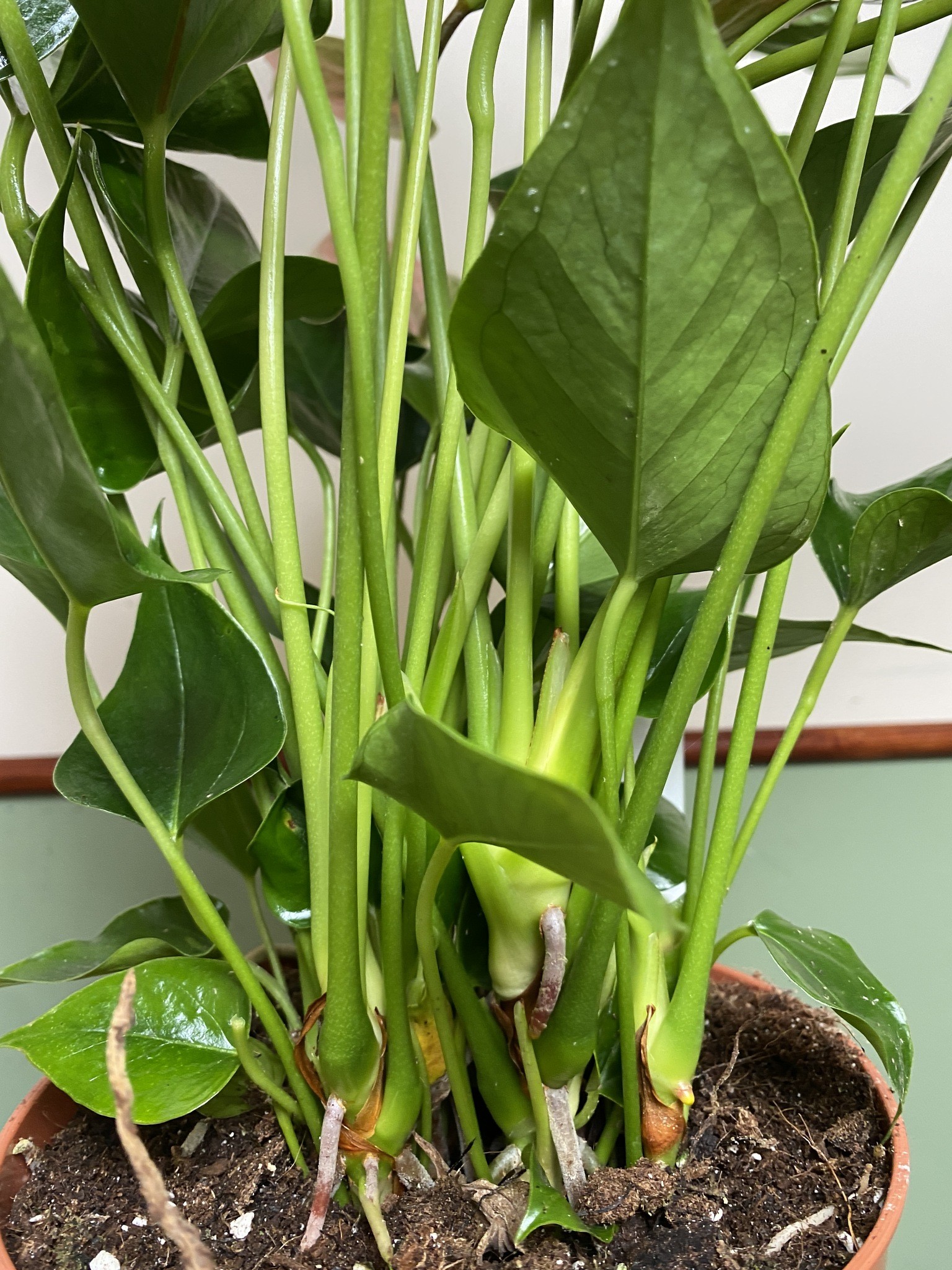Anthurium andr. Pink Explosion