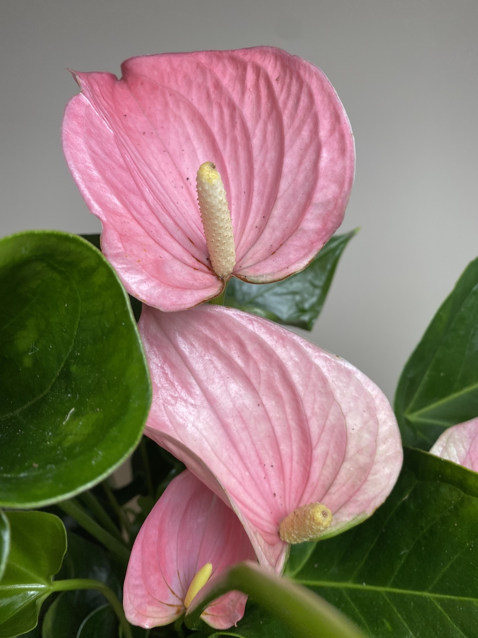Anthurium andr. Pink Explosion