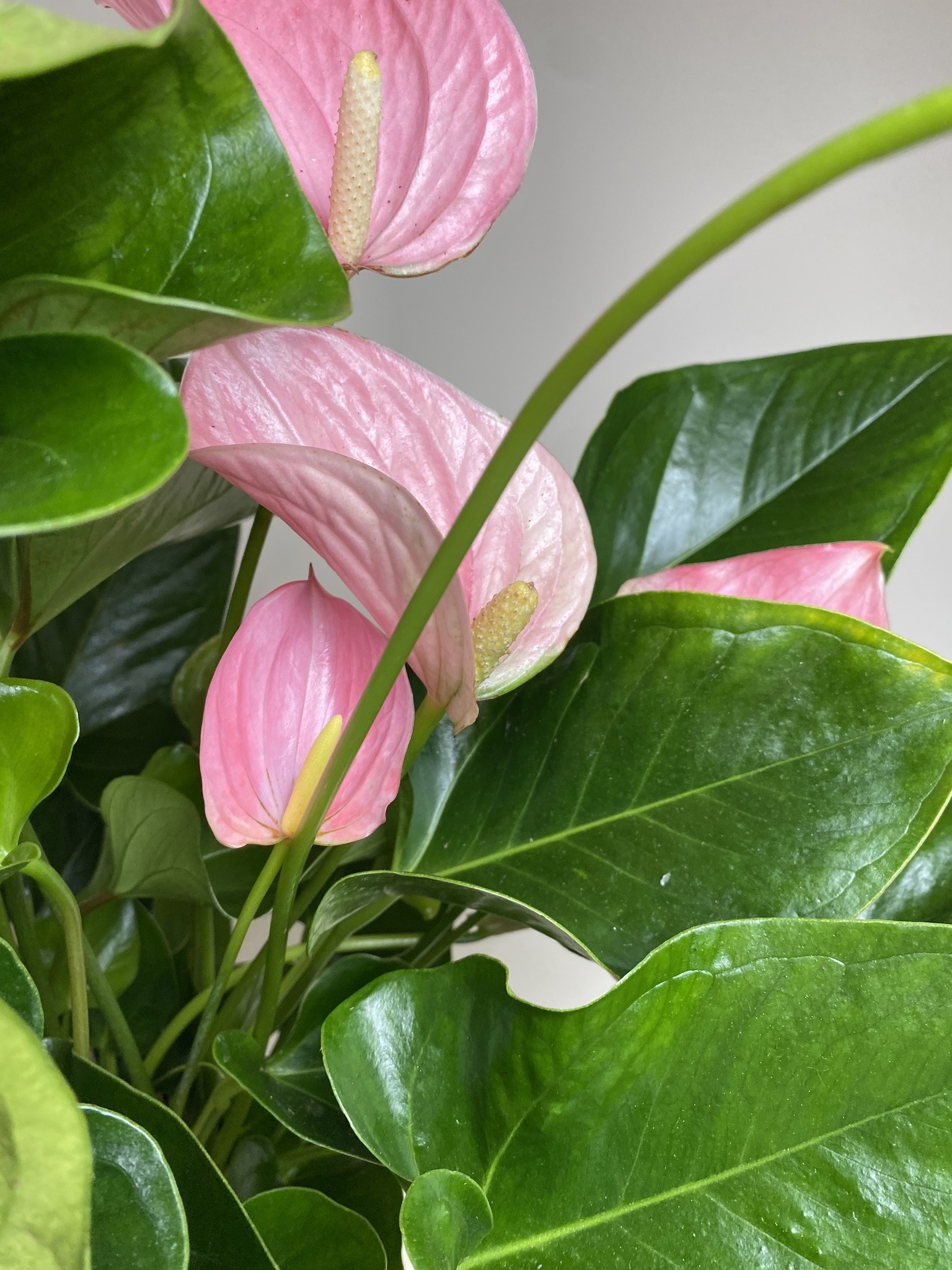 Anthurium andr. Pink Explosion