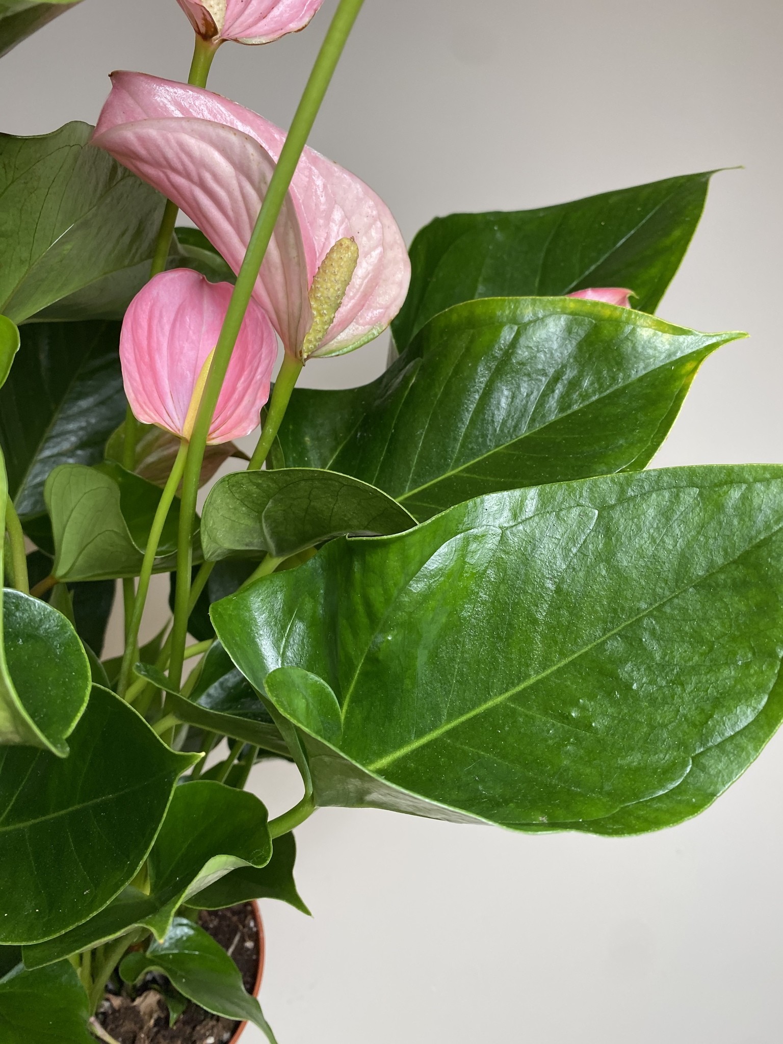 Anthurium andr. Pink Explosion