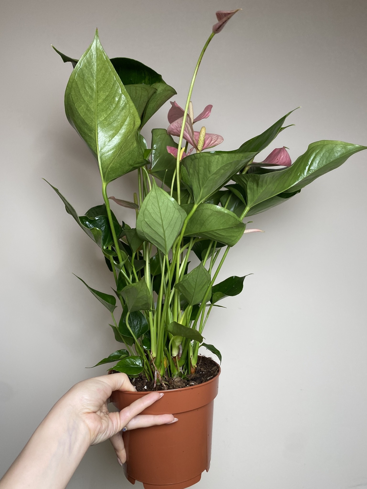 Anthurium andr. Pink Explosion