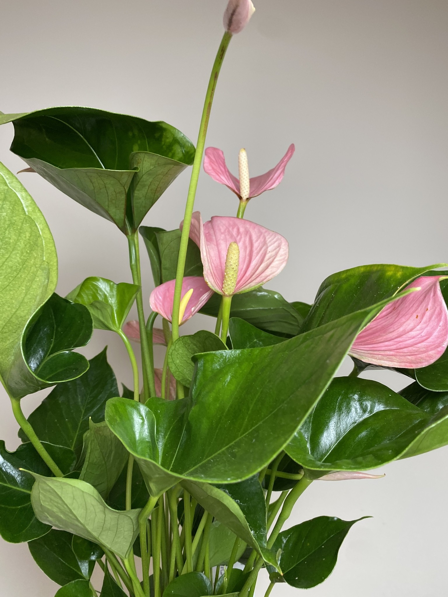 Anthurium andr. Pink Explosion