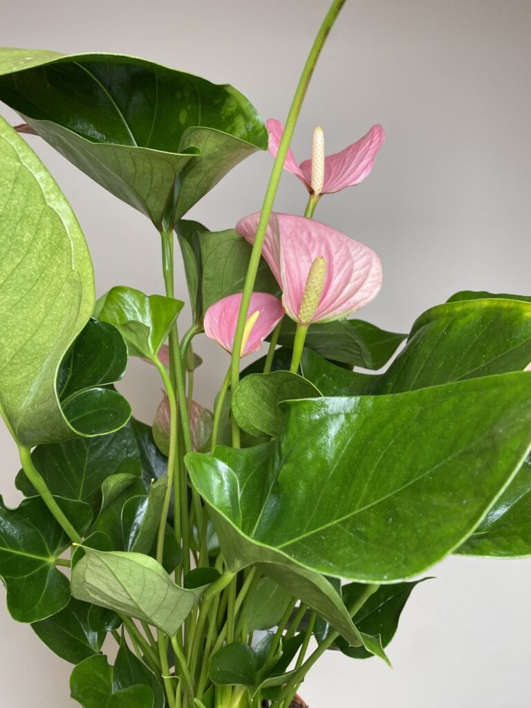 Anthurium andr. Pink Explosion