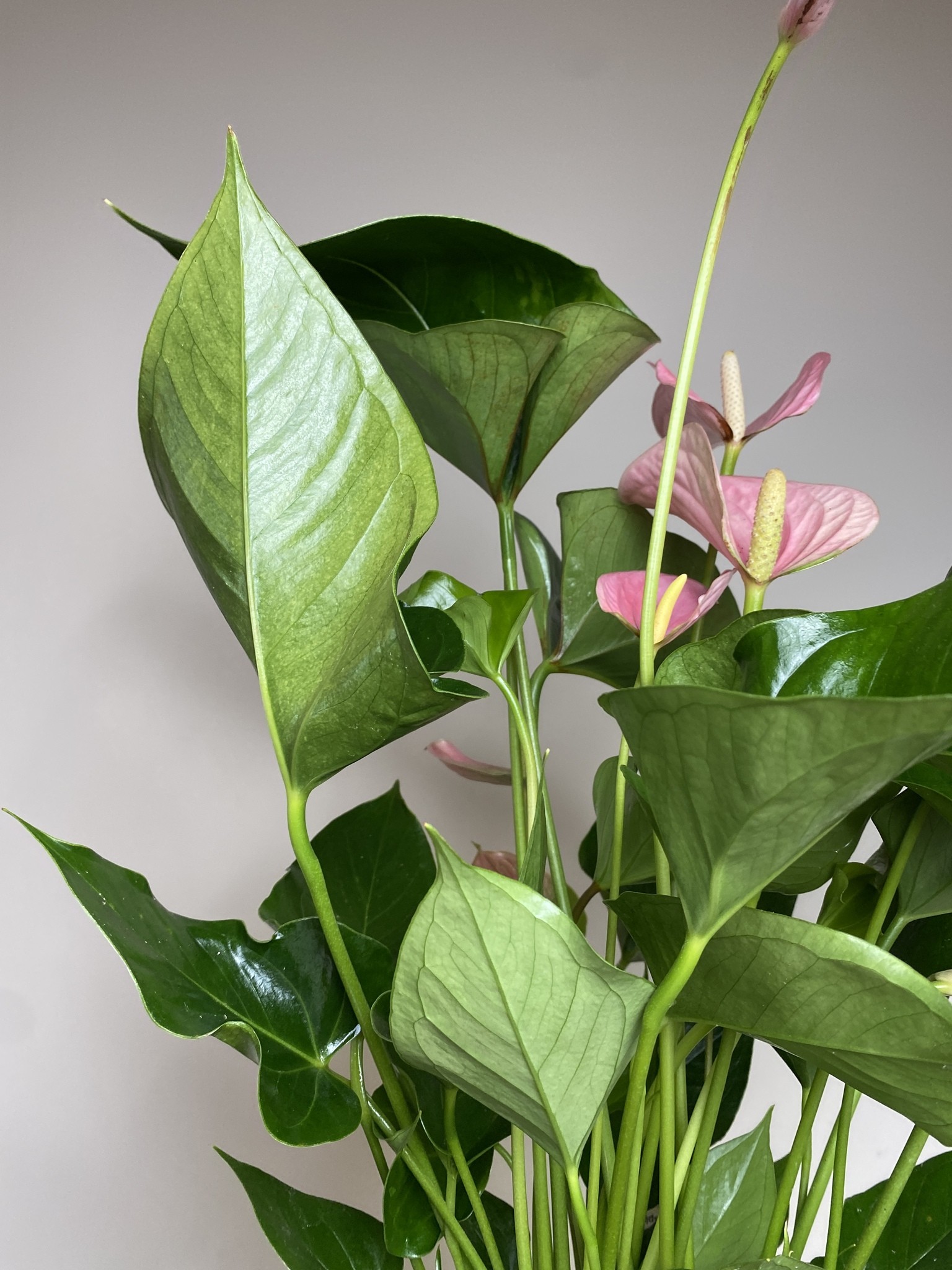 Anthurium andr. Pink Explosion