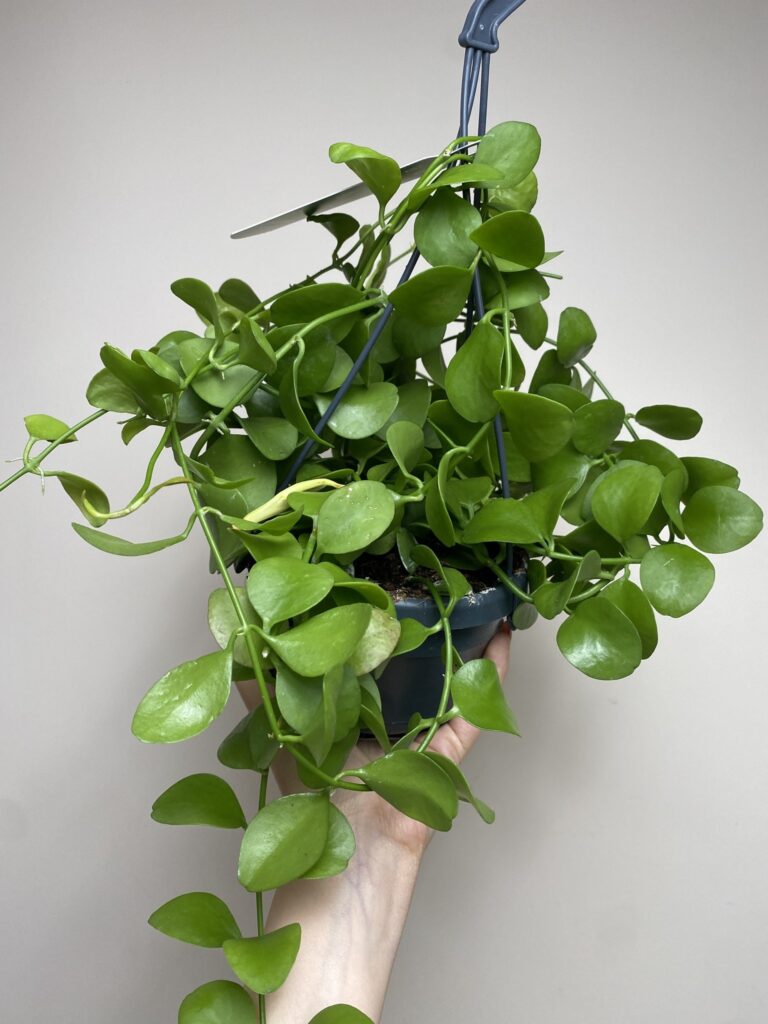 Dischidia Imbricata