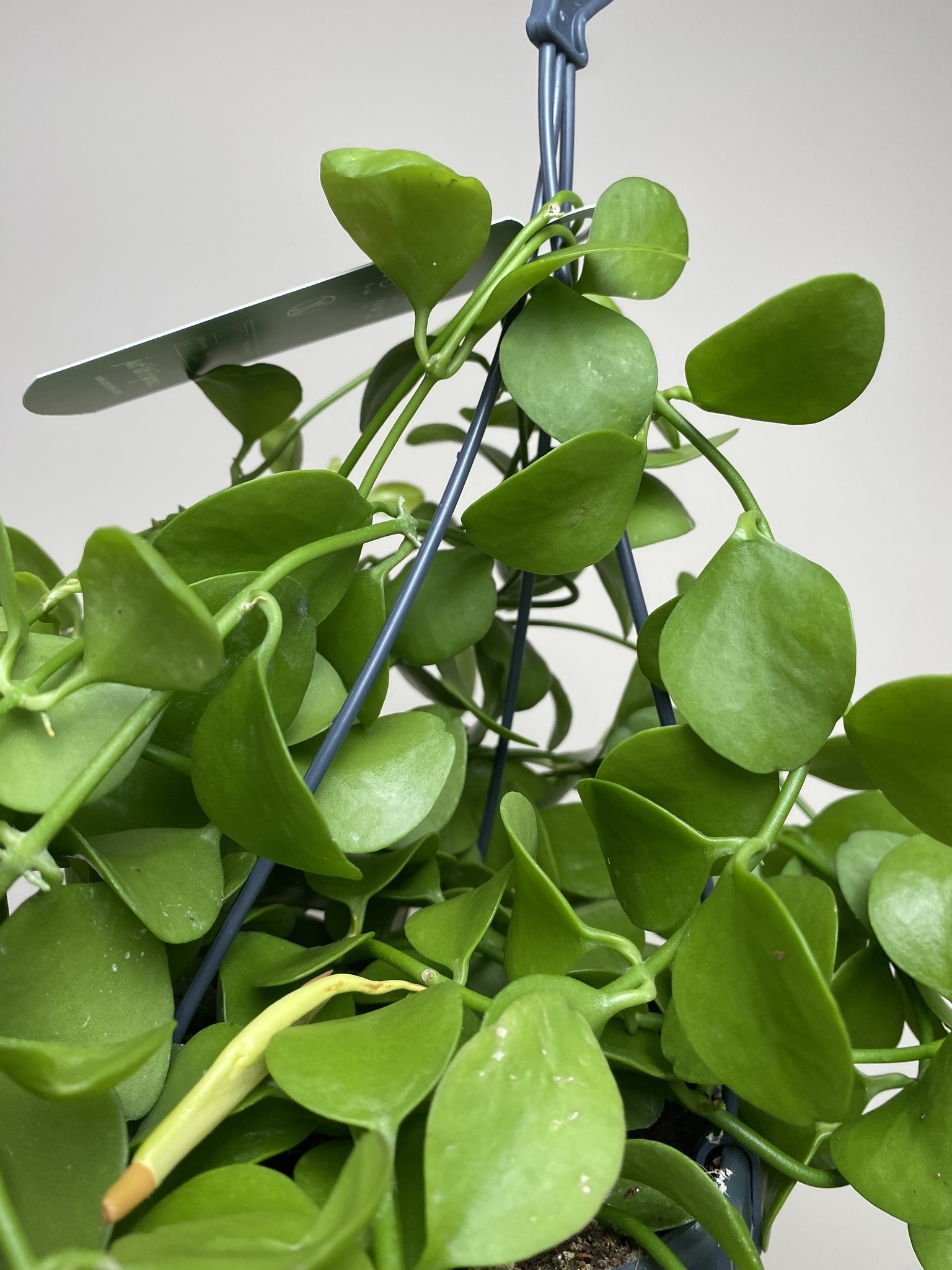 Dischidia Imbricata