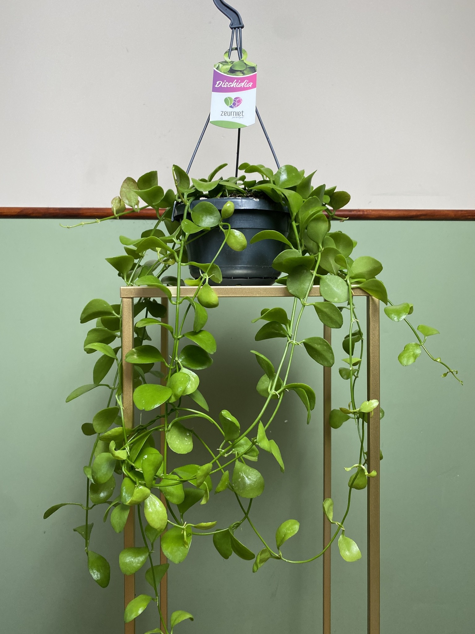 Dischidia Imbricata