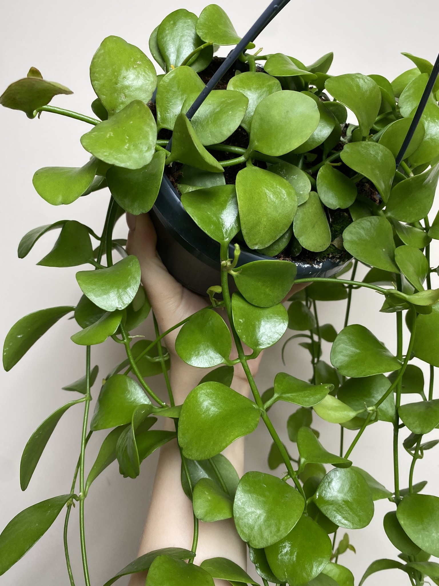 Dischidia Imbricata
