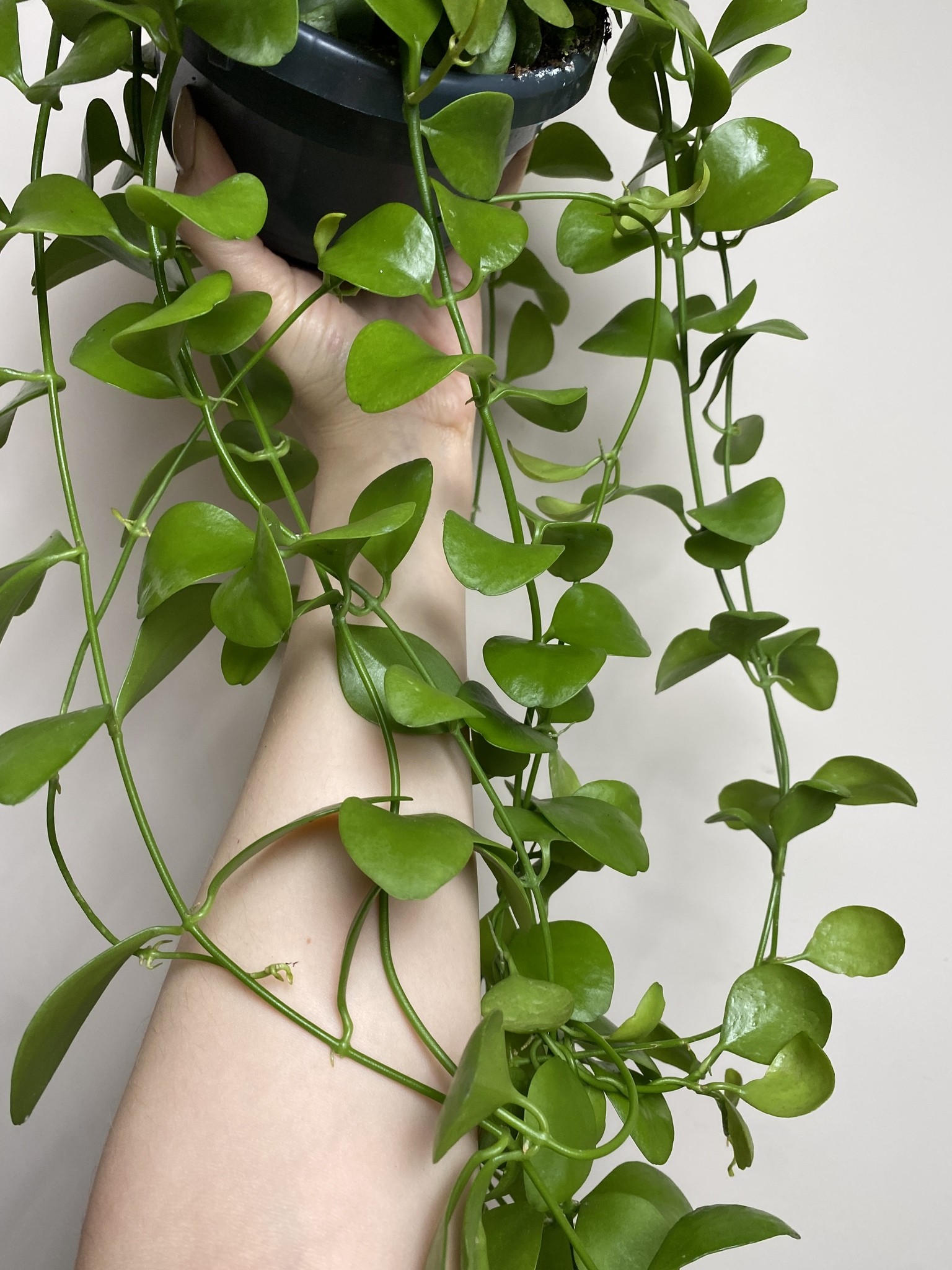 Dischidia Imbricata