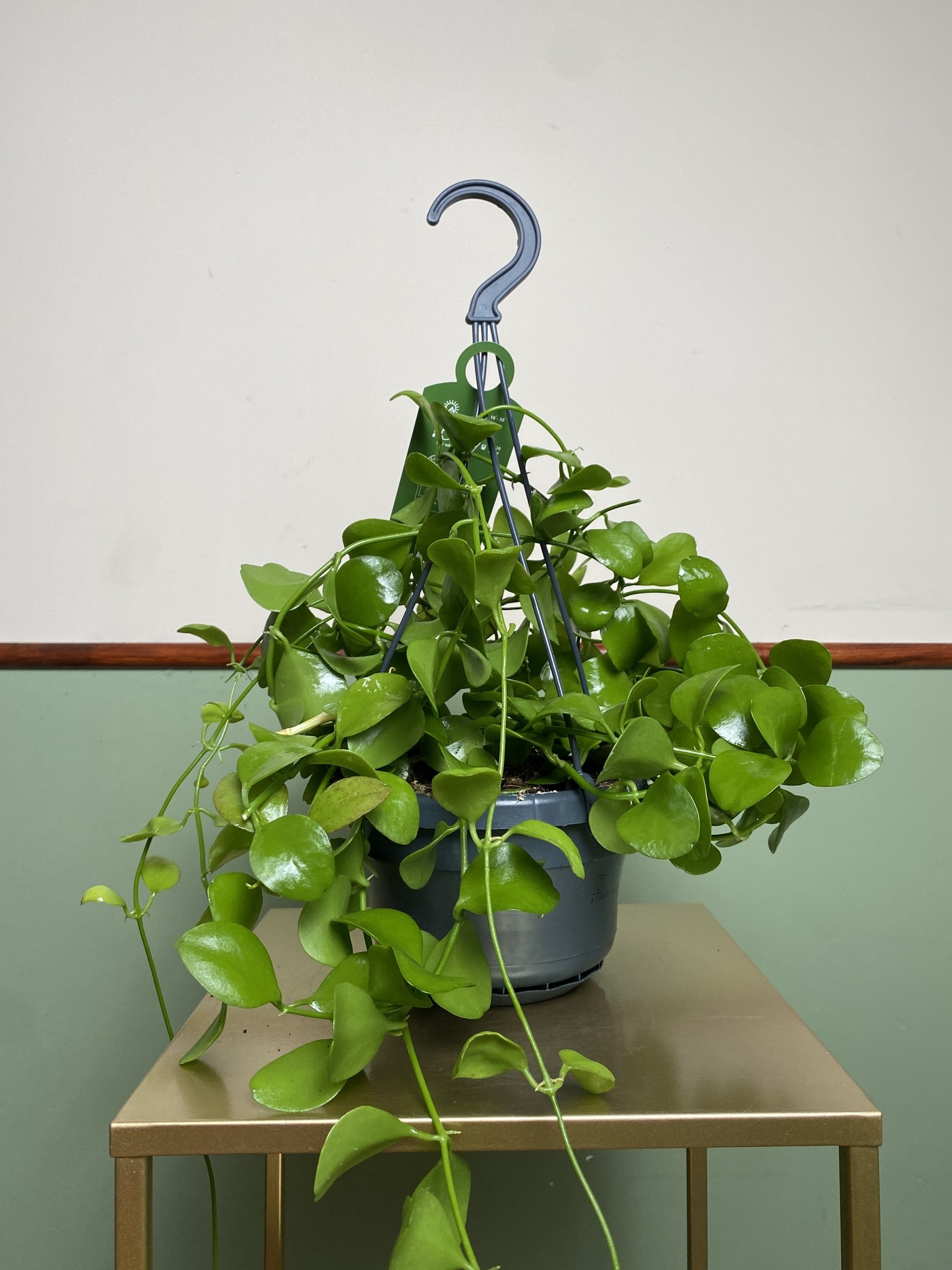 Dischidia Imbricata
