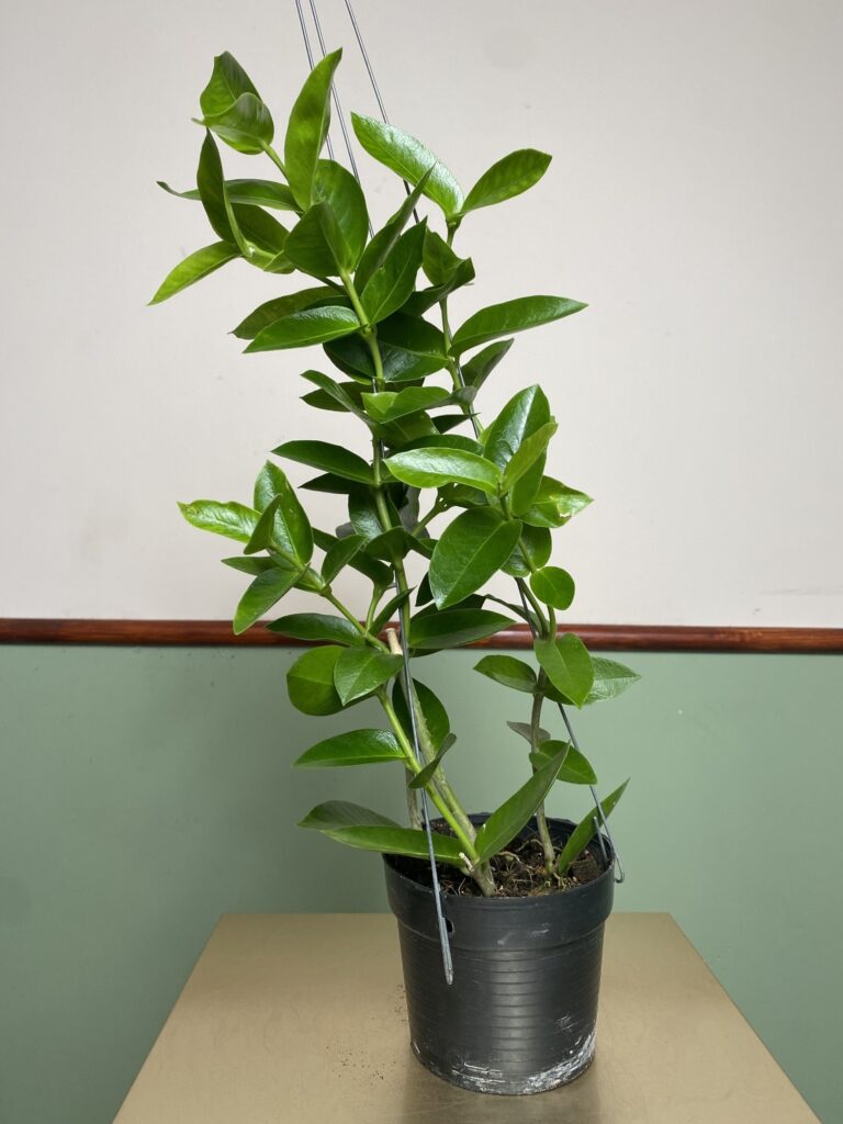 Hoya Densifolia