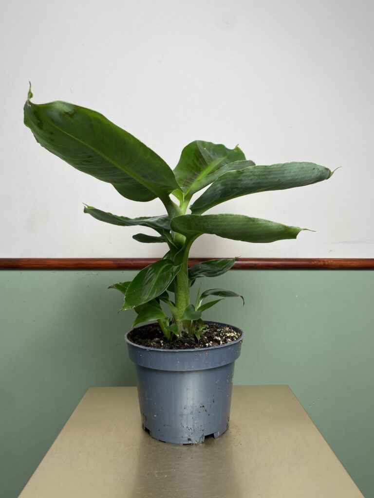 Musa acuminata Cheeka (bananowiec)