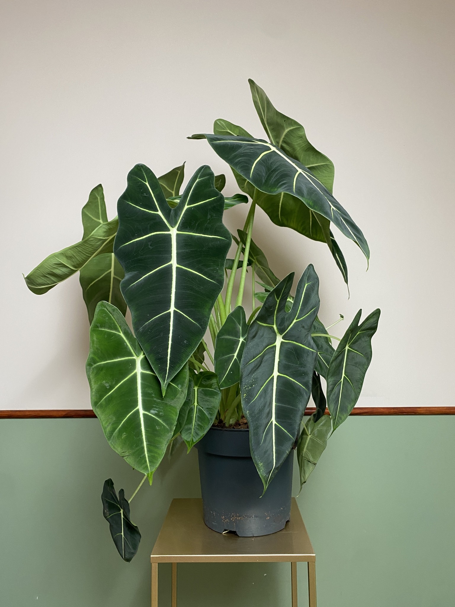 Alocasia Frydek
