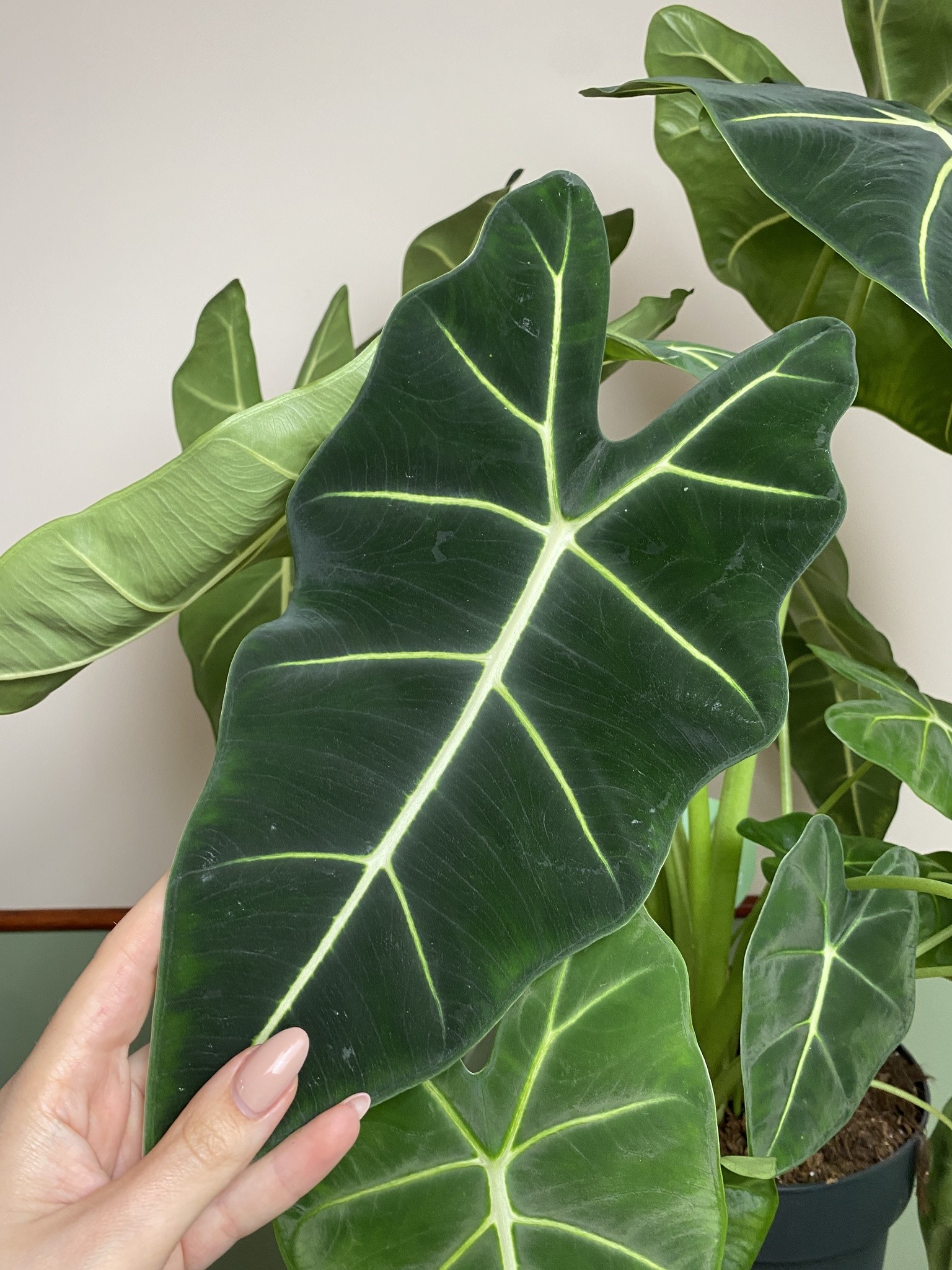 Alocasia Frydek