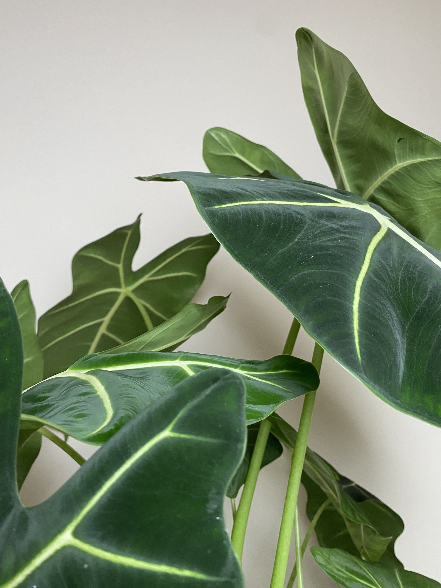 Alocasia Frydek