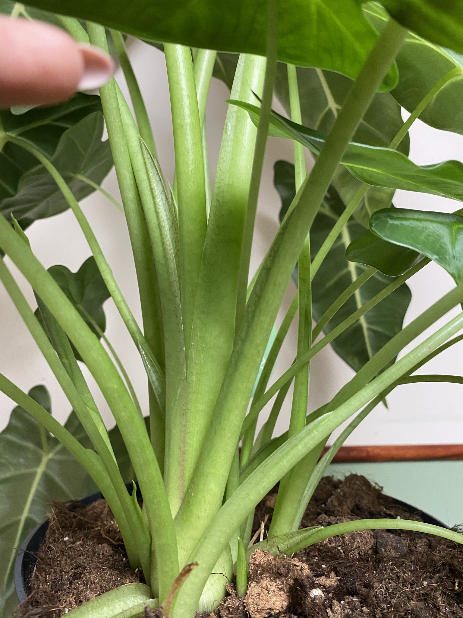 Alocasia Frydek