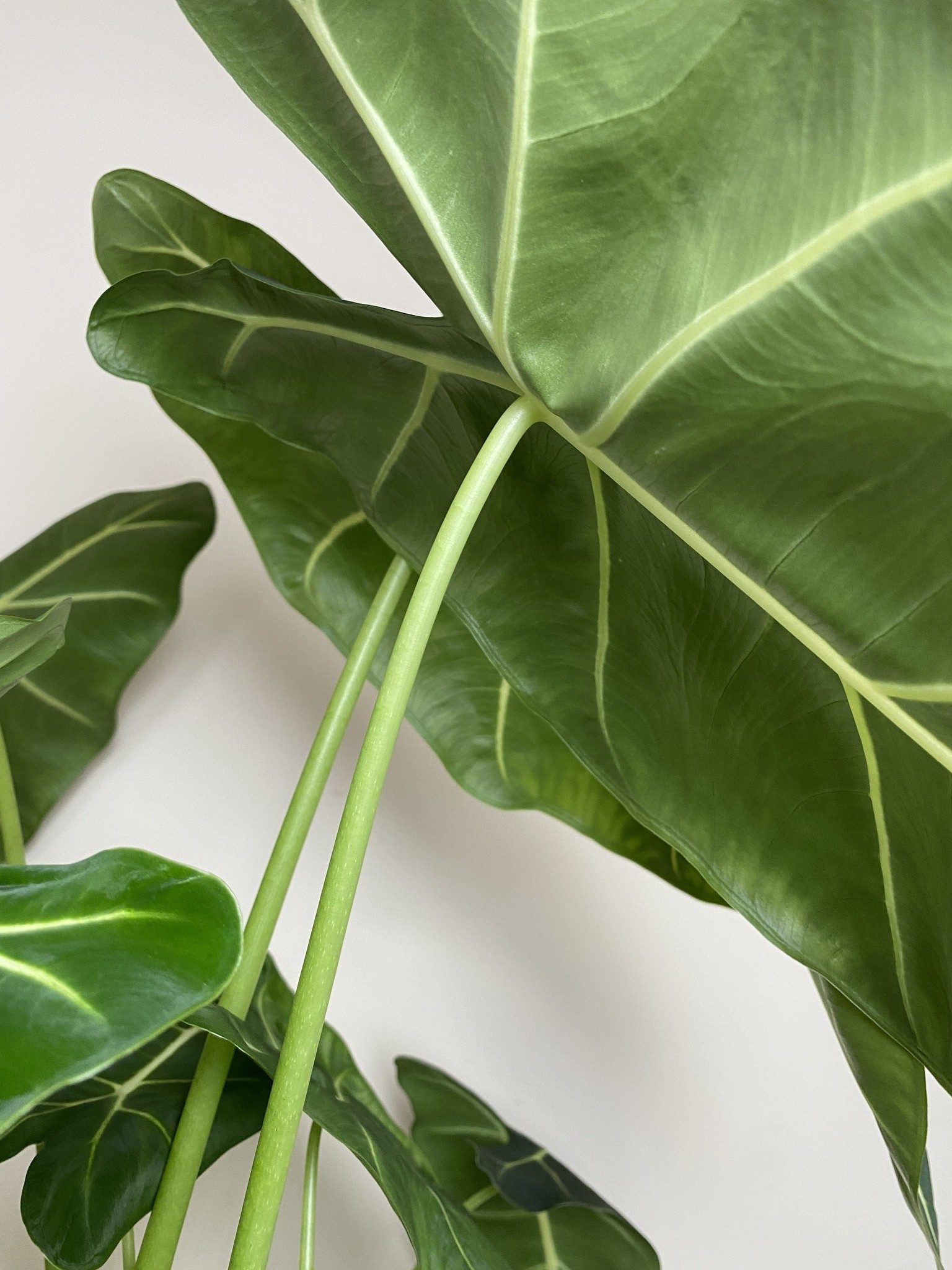 Alocasia Frydek