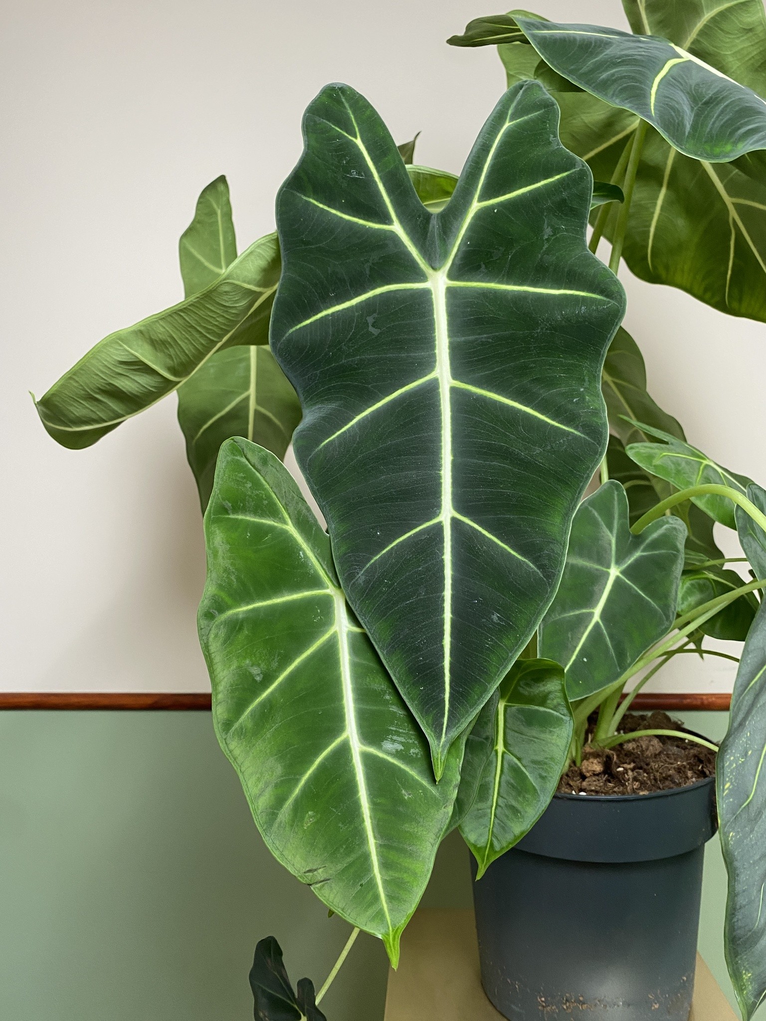 Alocasia Frydek