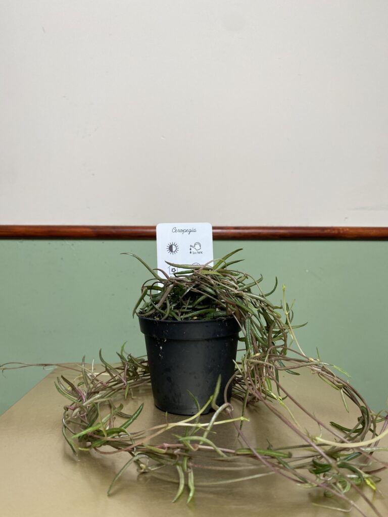 Ceropegia string of needles
