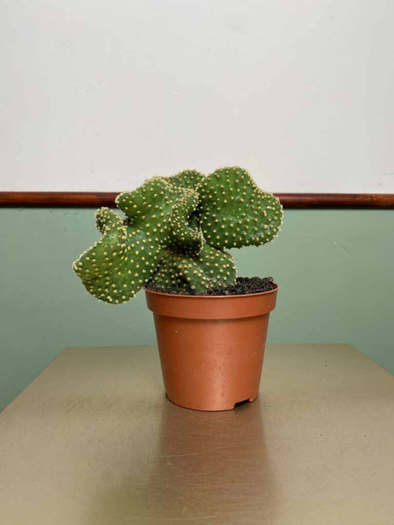 Opuncja micr. Cristata