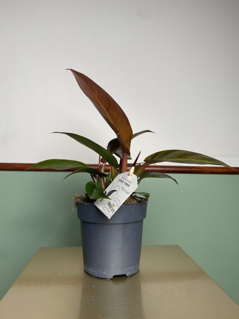 Philodendron Red Sun (duża sadzonka)
