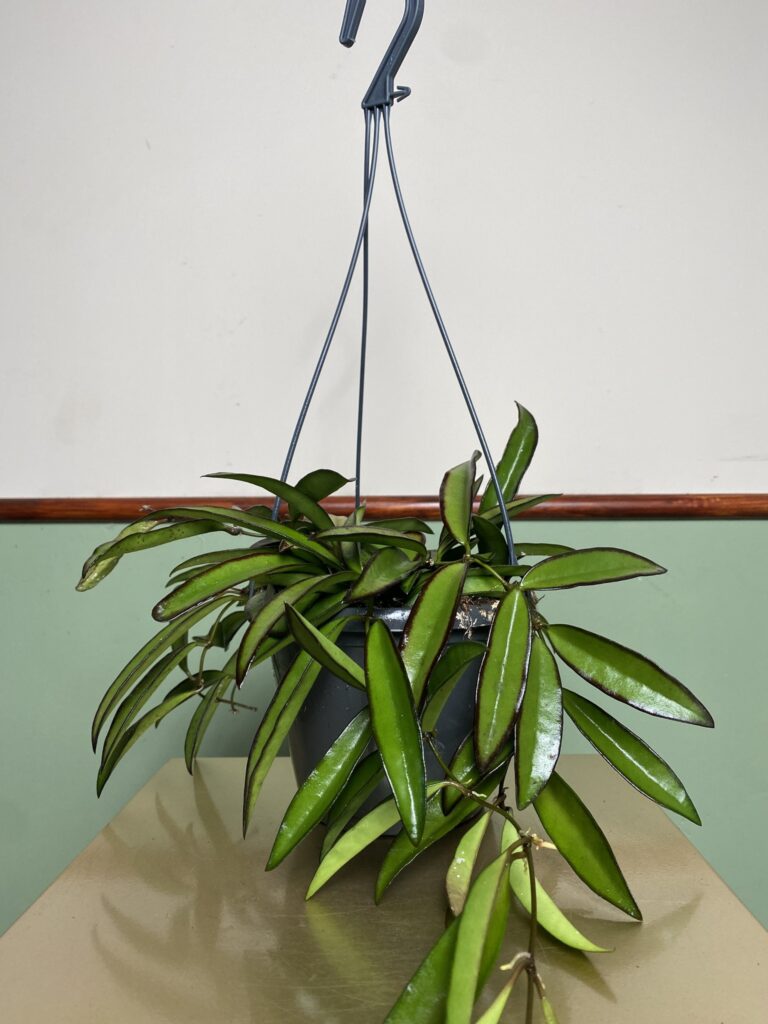 Hoya wayetii