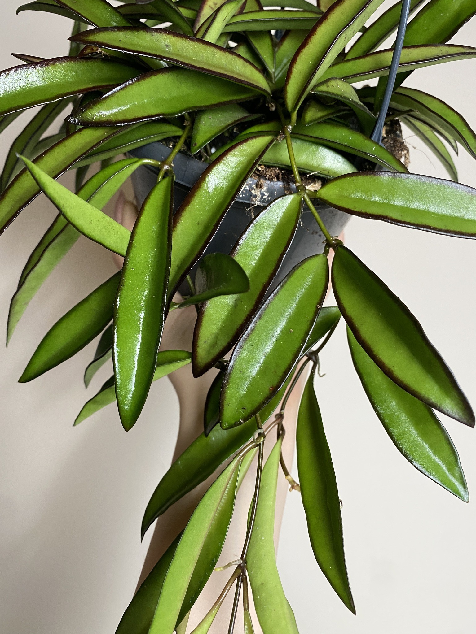 Hoya Wayetii