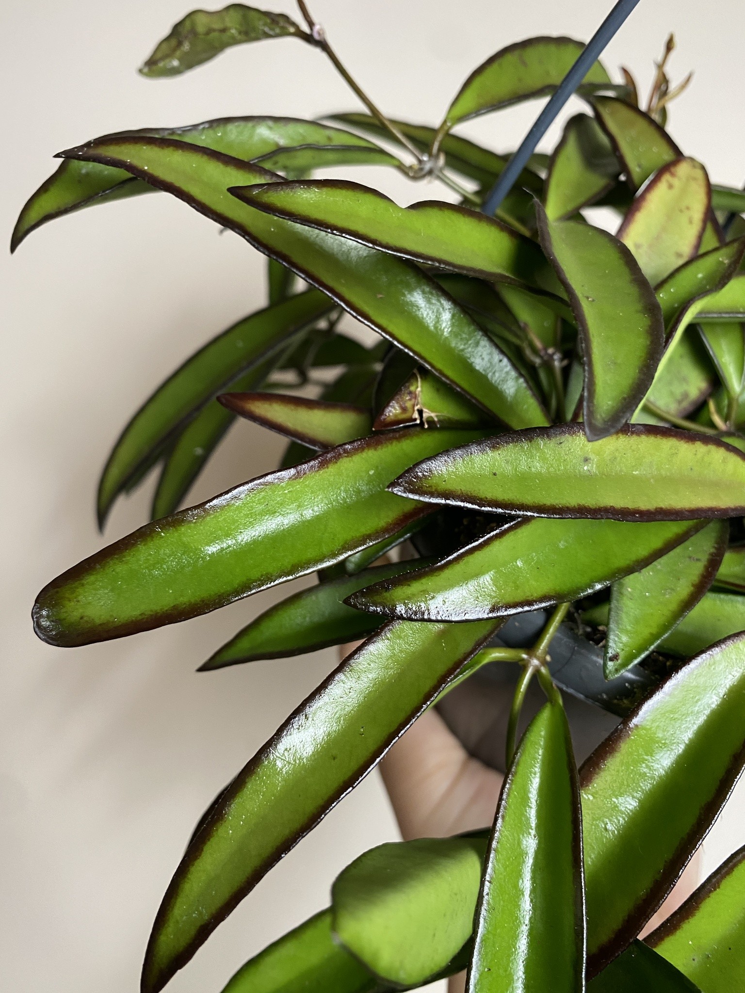 Hoya Wayetii