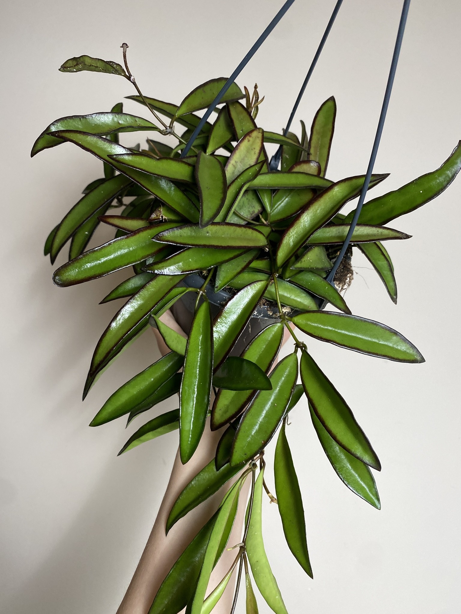 Hoya Wayetii